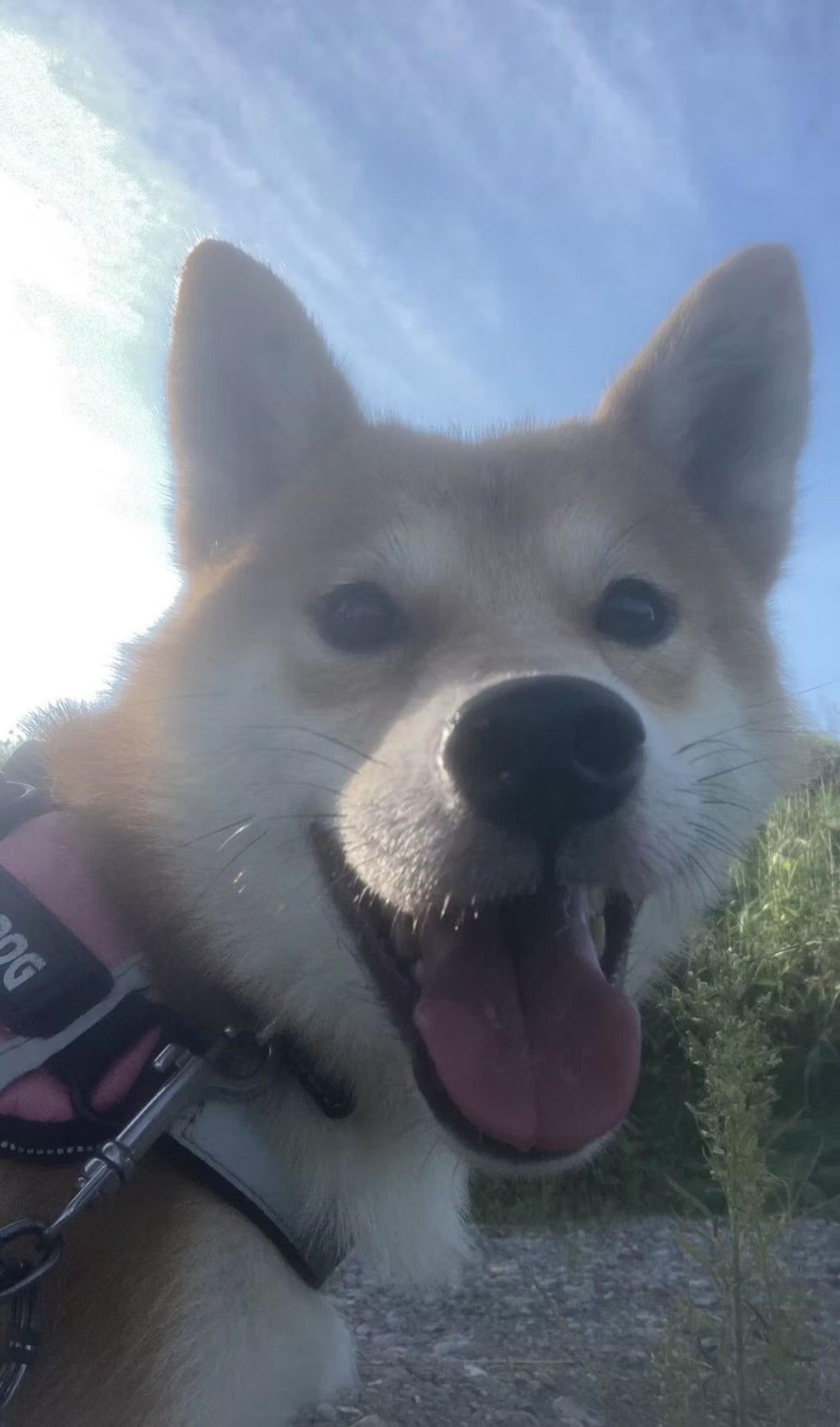 pet-image-6
