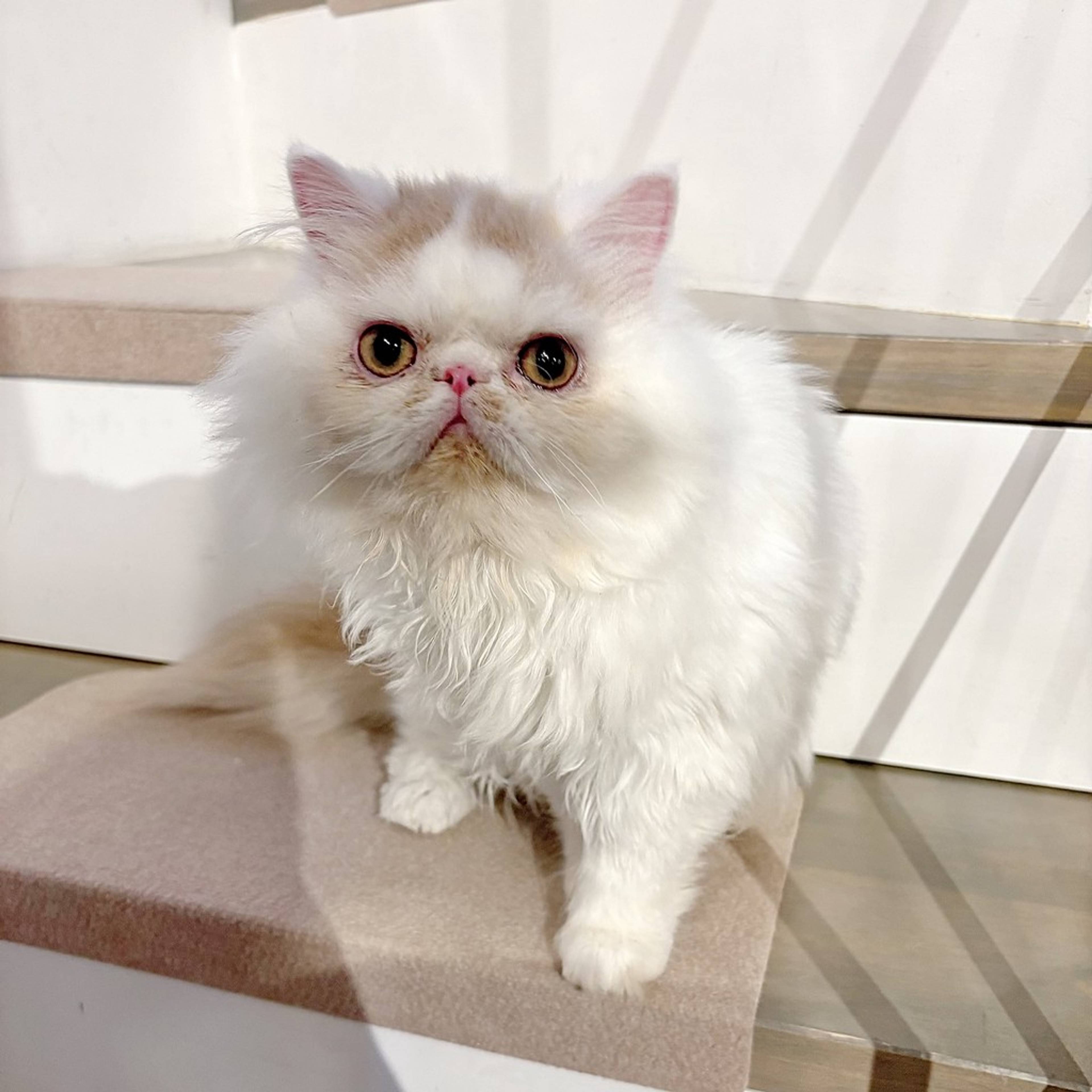 エキゾチックショートヘア・オスの里親募集の写真