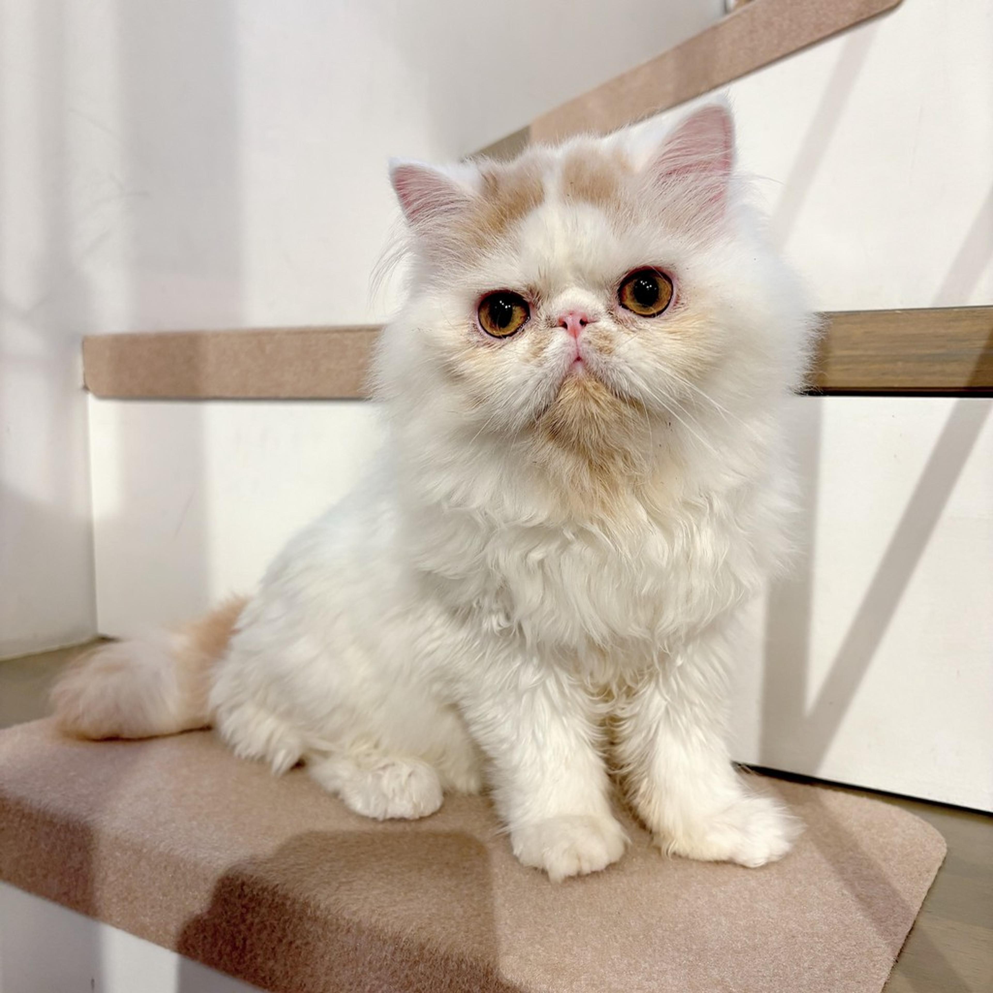 pet-image-2