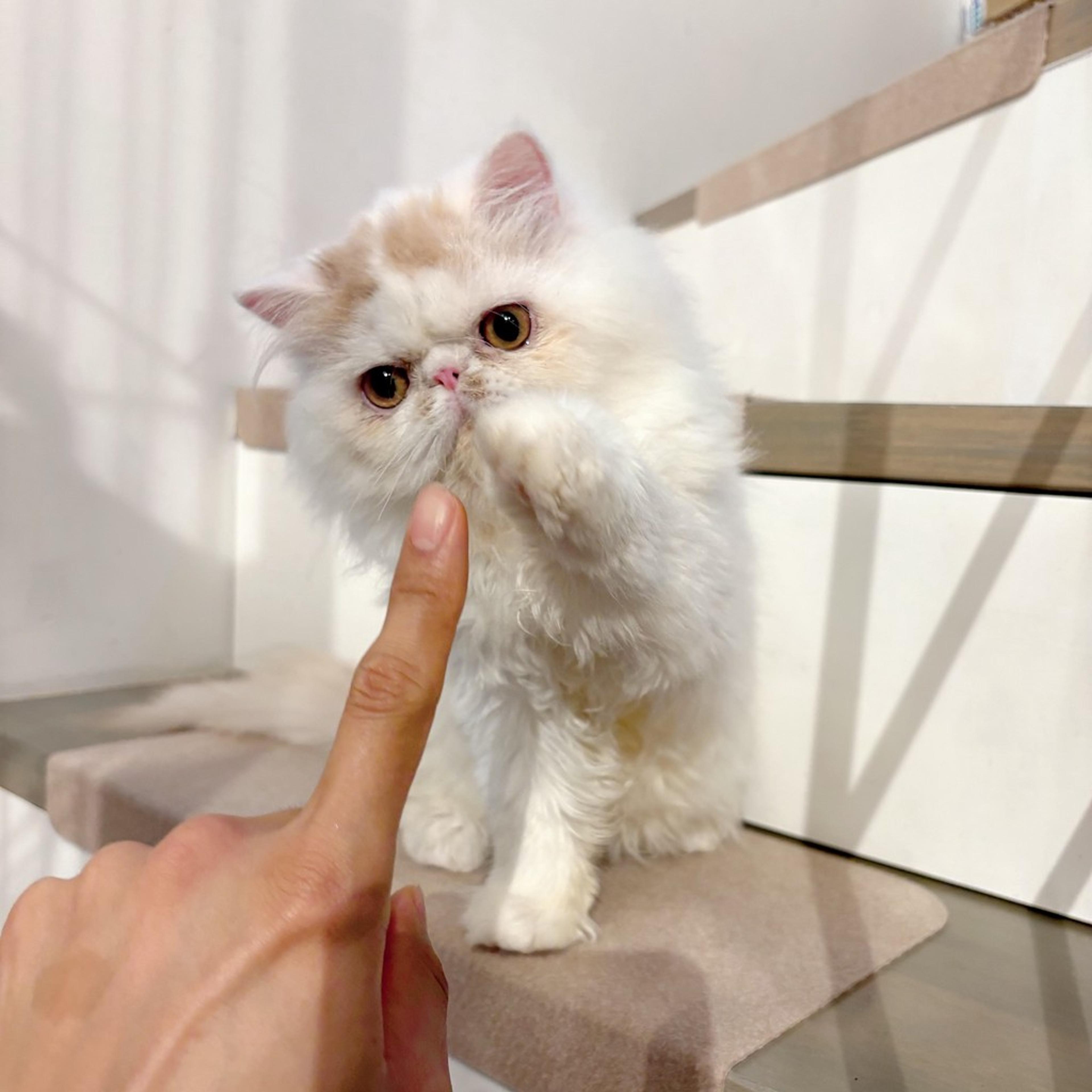 pet-image-3