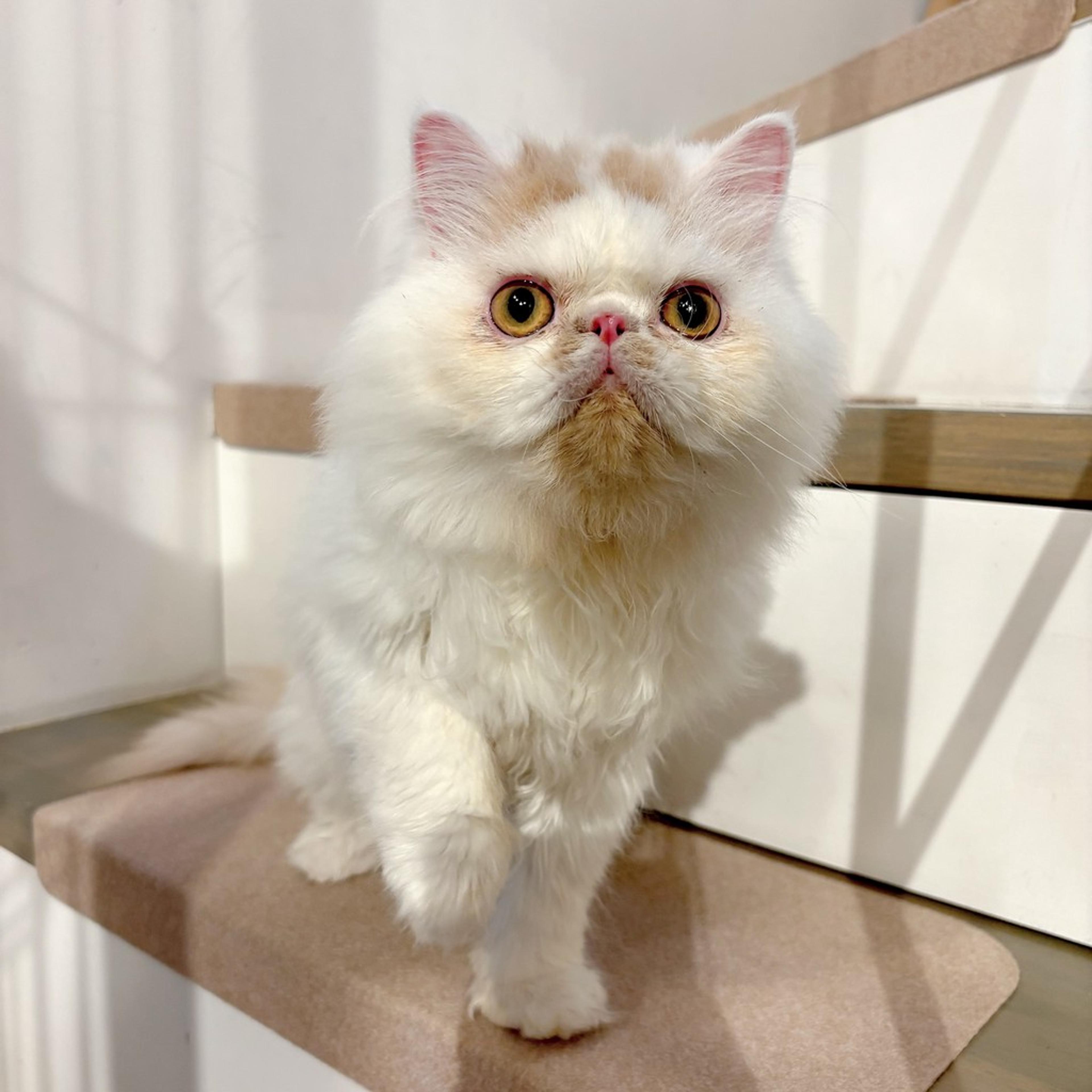pet-image-4