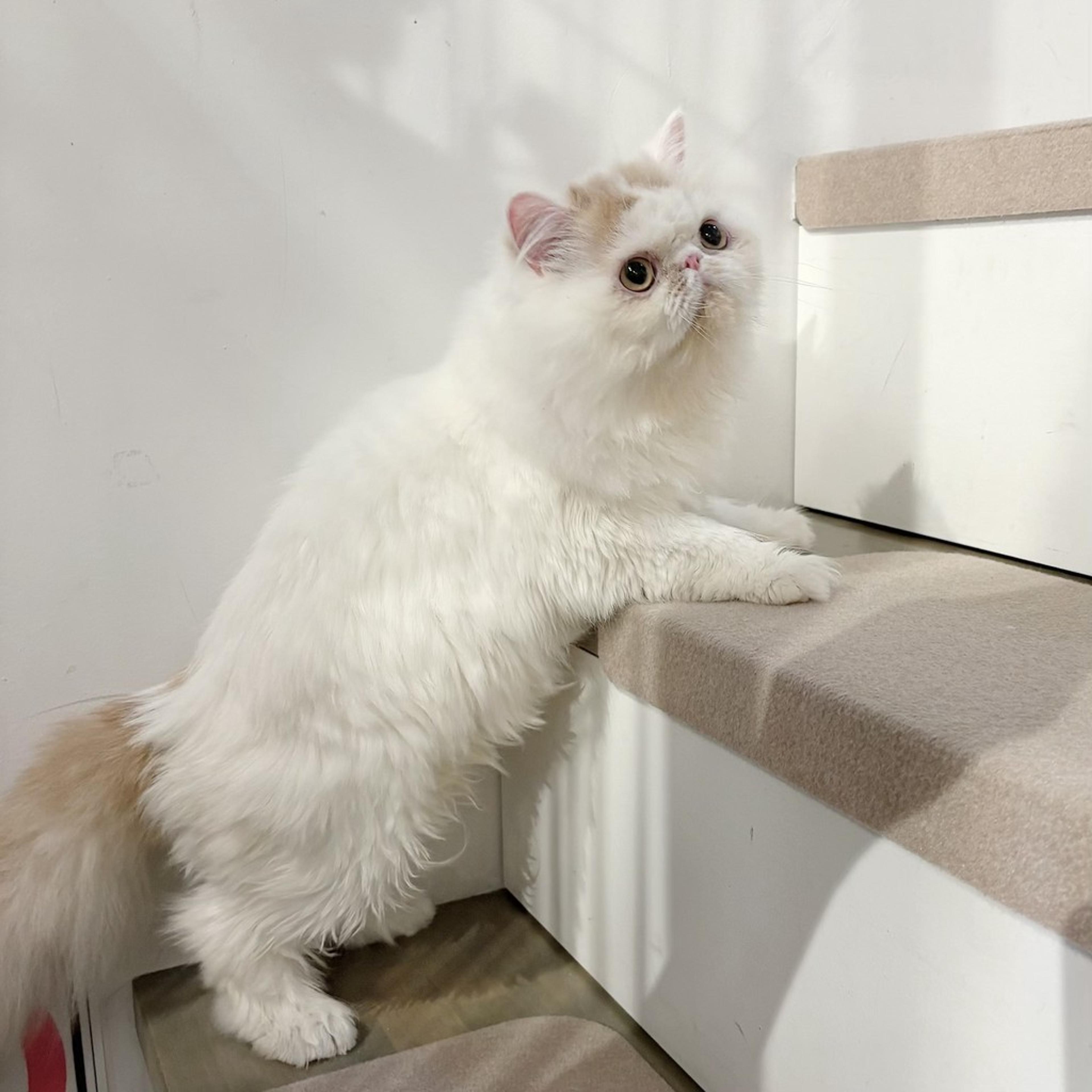 pet-image-5
