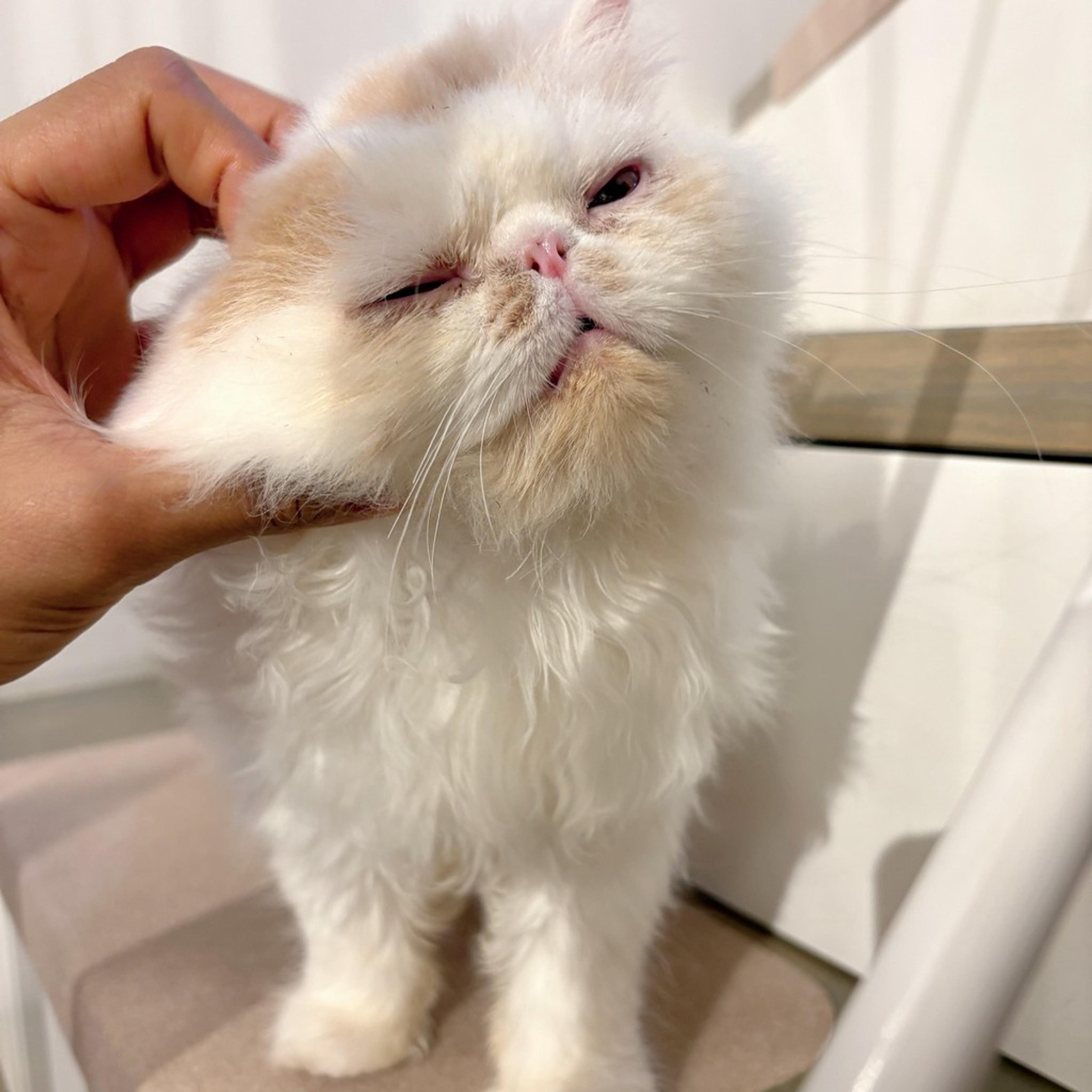 pet-image-6