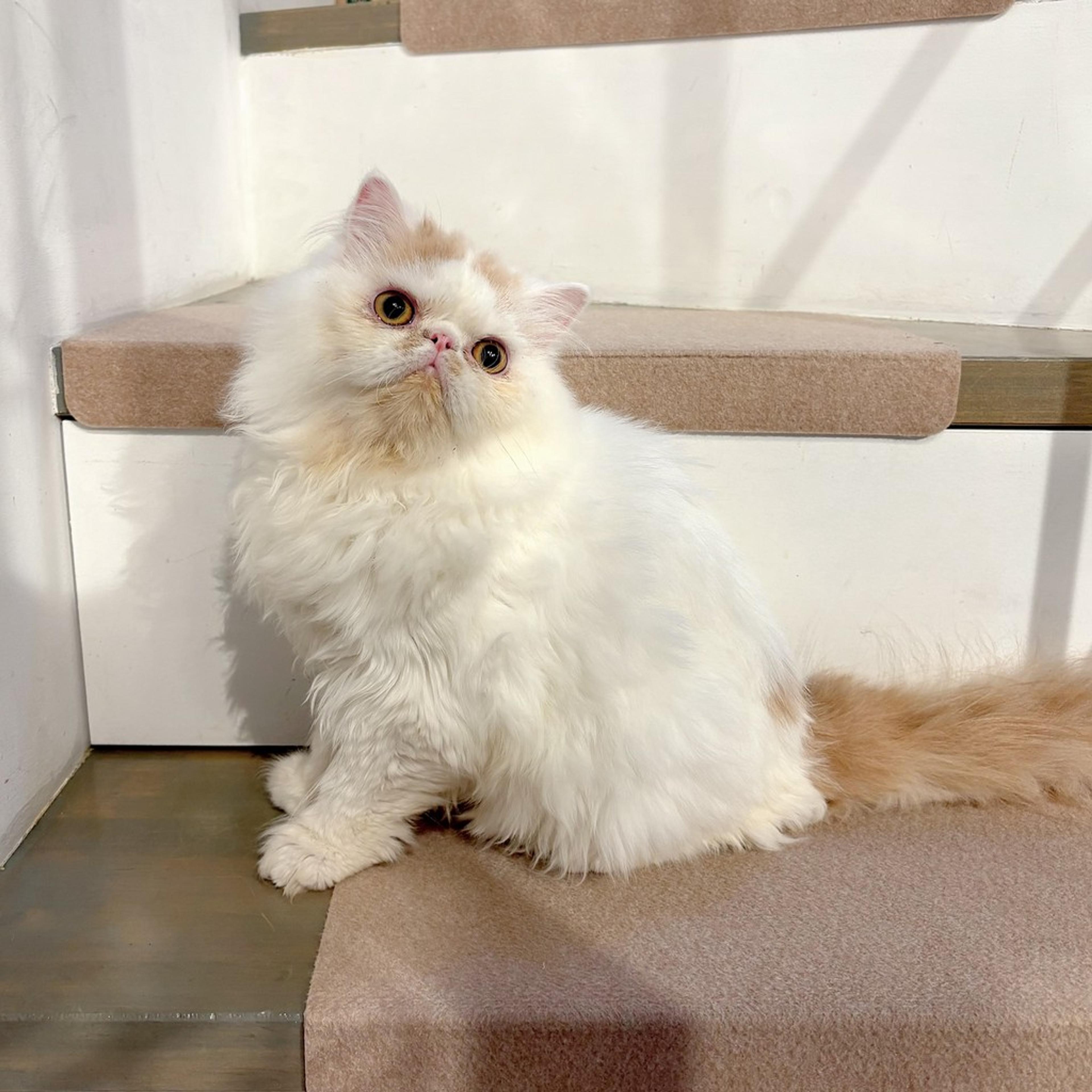 pet-image-7