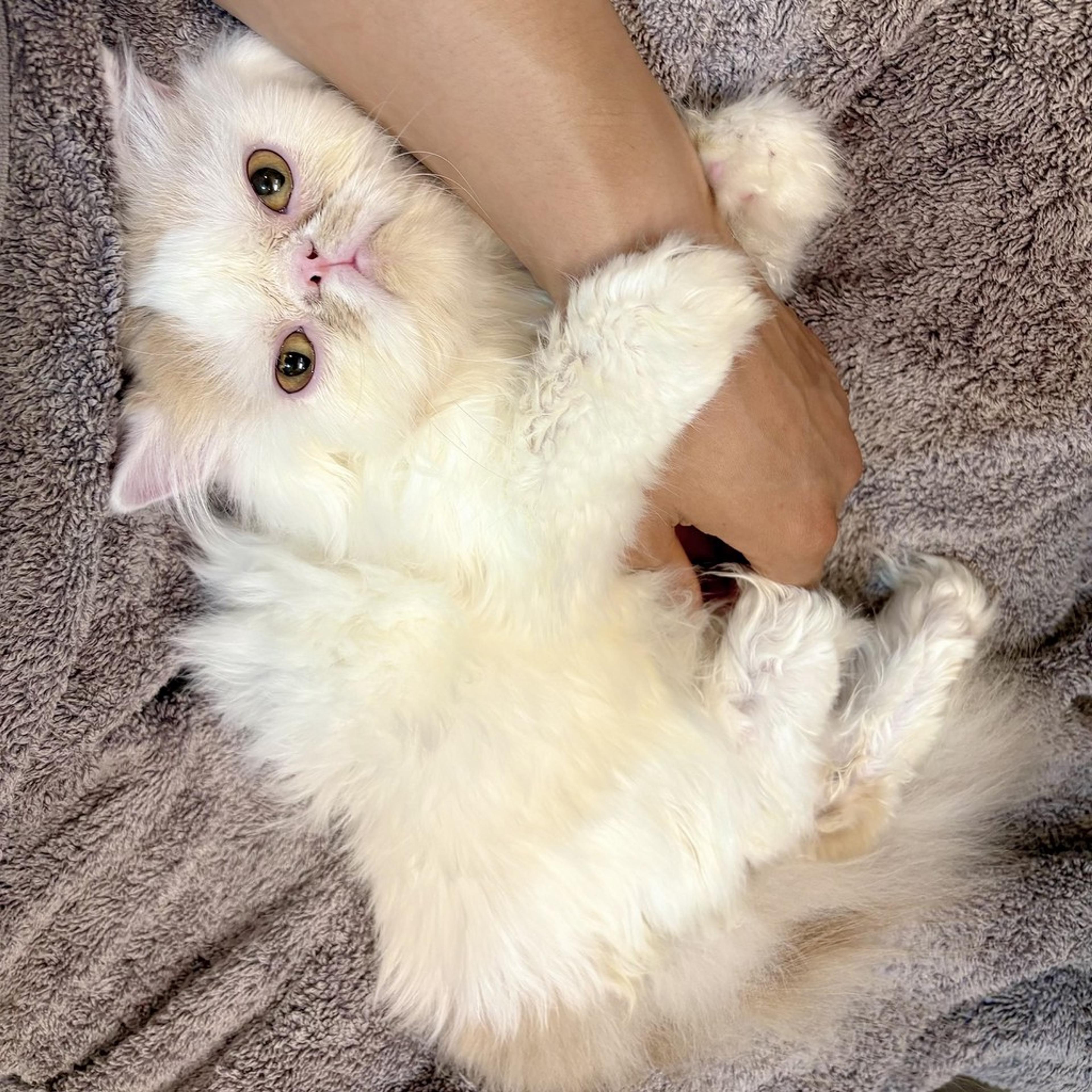 pet-image-8