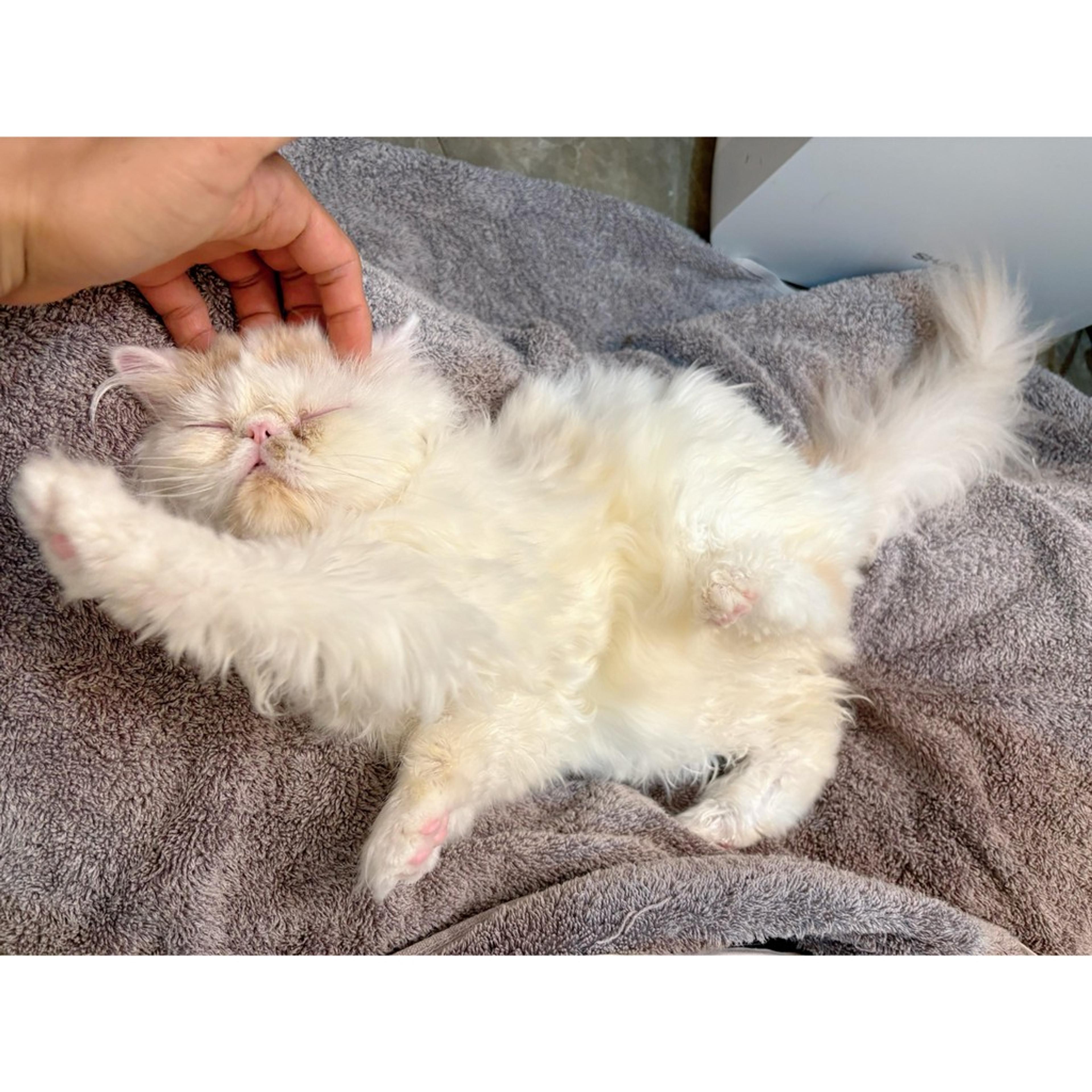 pet-image-9