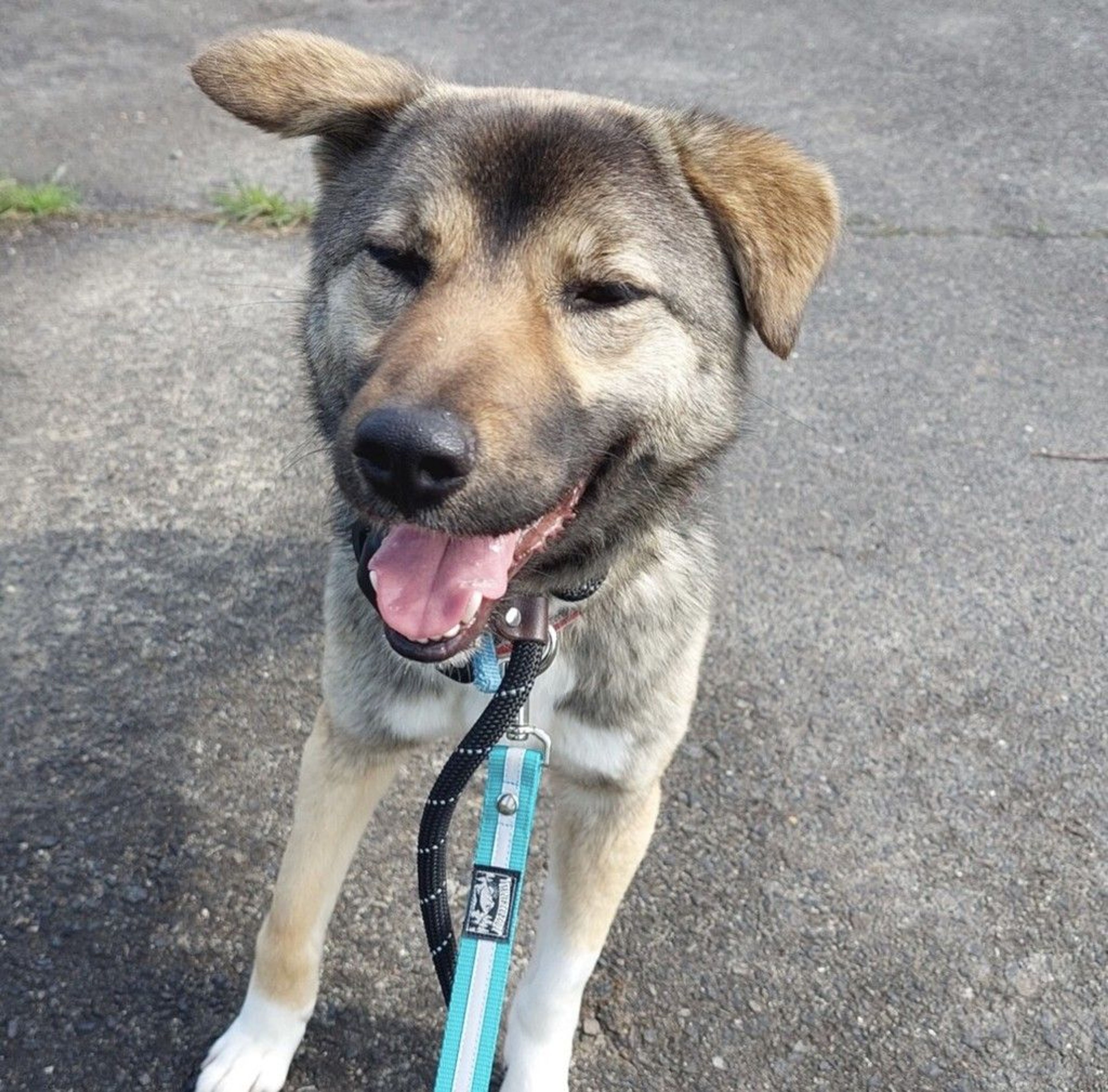 雑種（ミックス犬）・メスの里親募集の写真