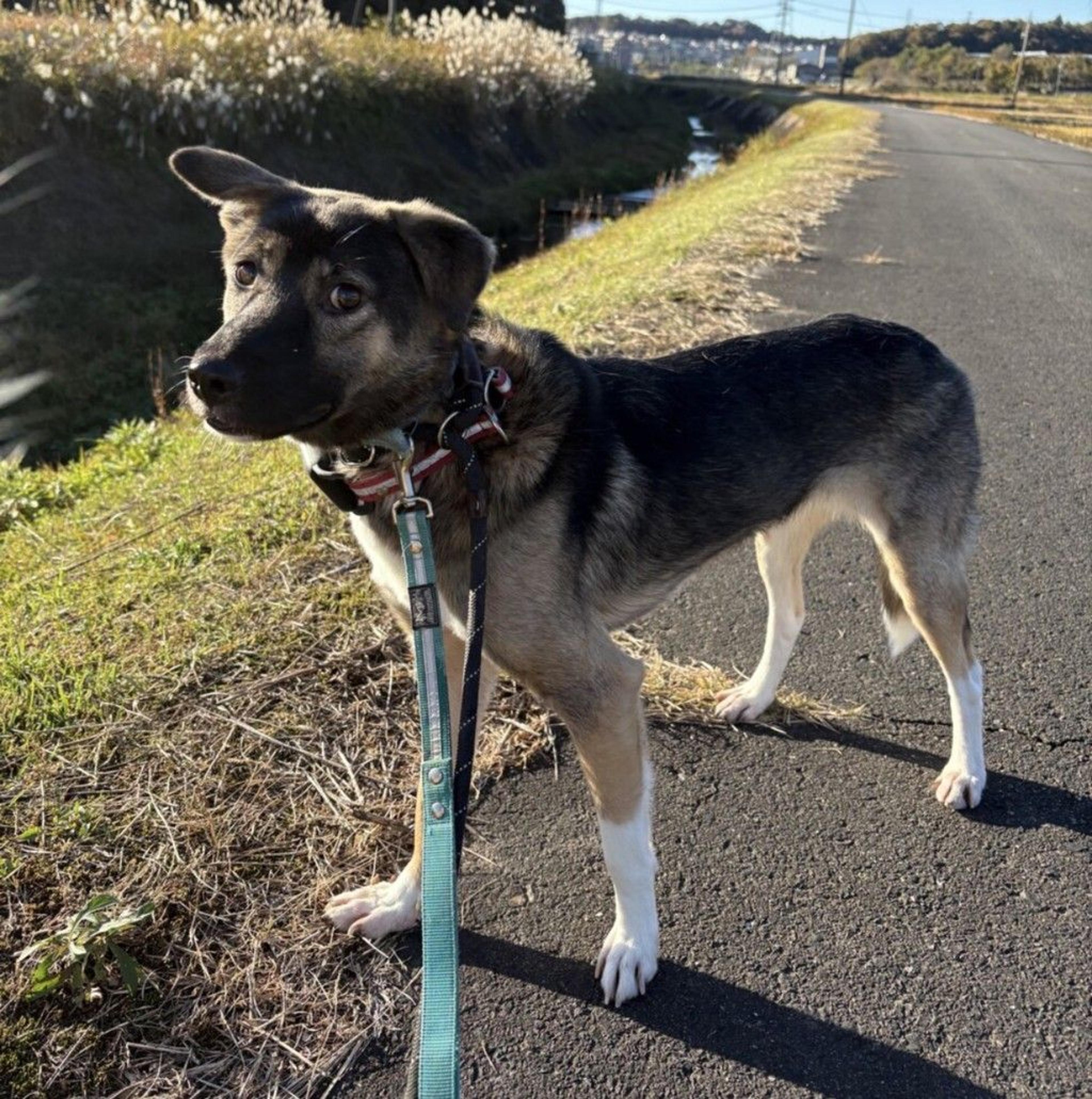 pet-image-8