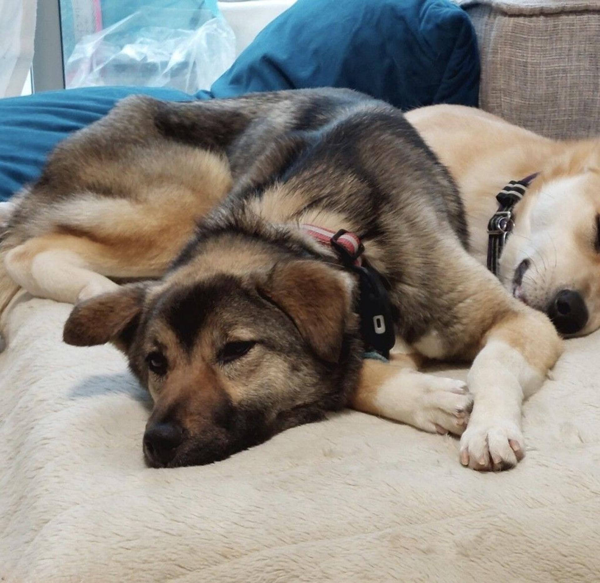 pet-image-4