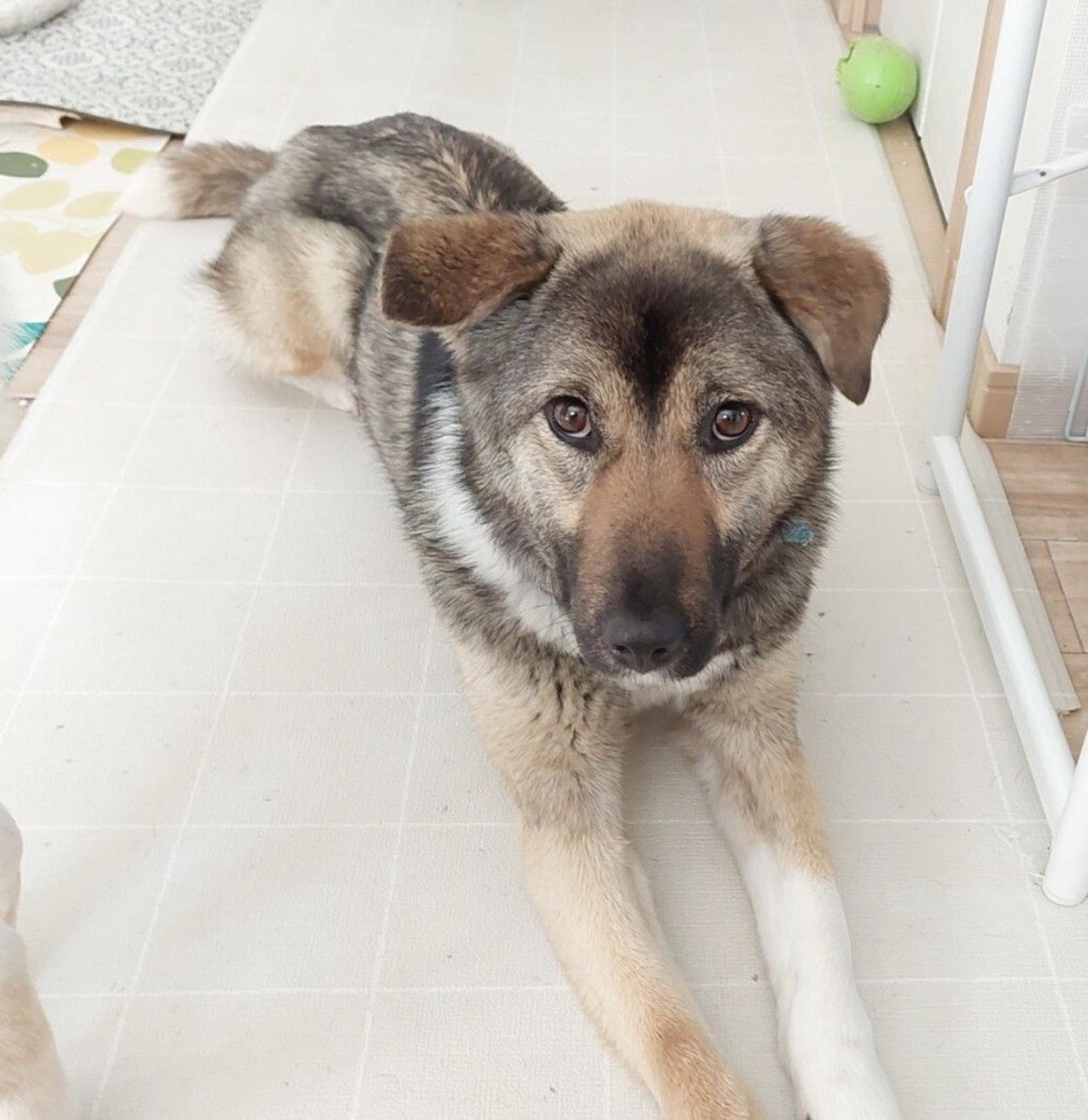 pet-image-6