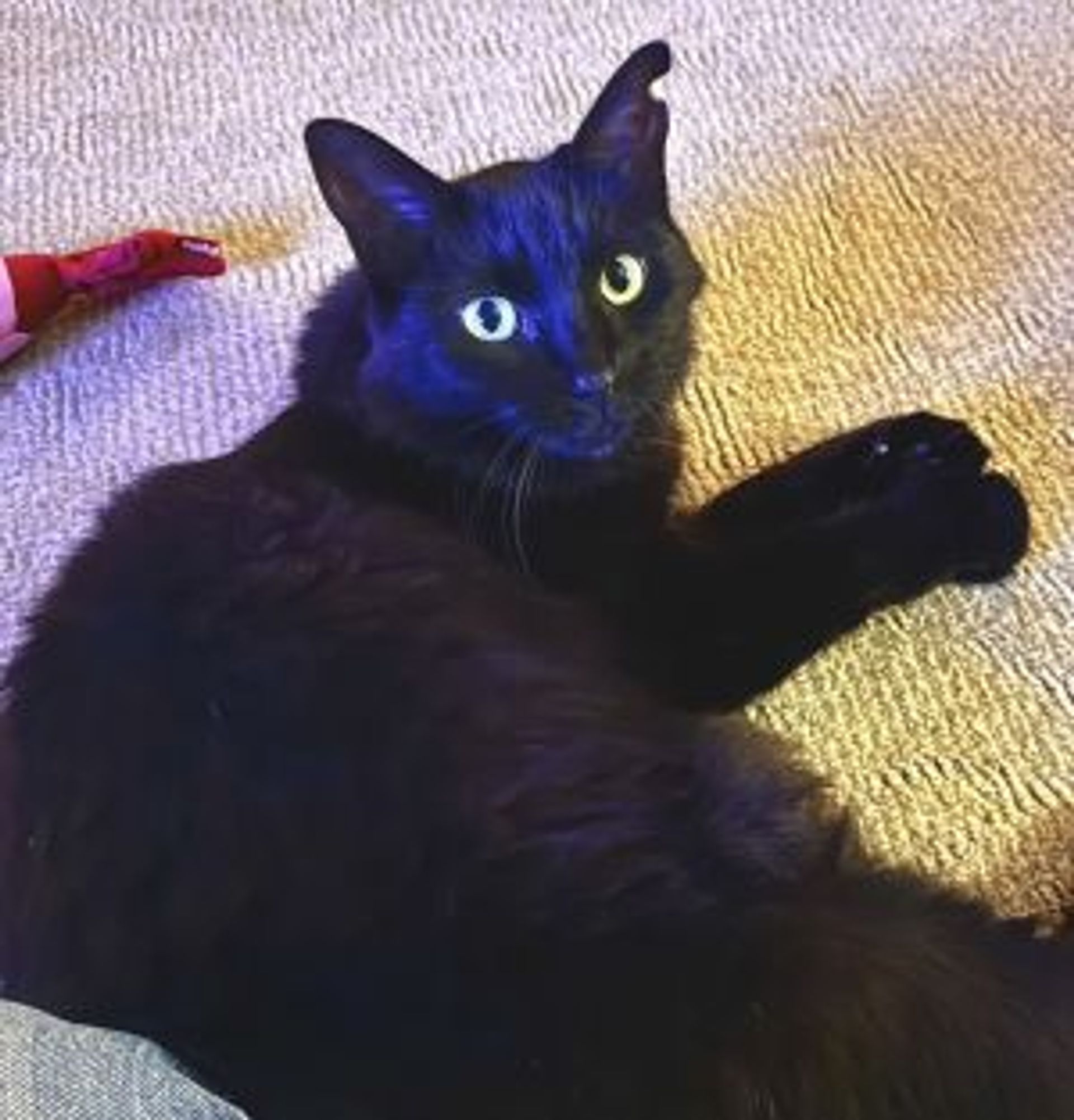 雑種（ミックス猫）・メスの里親募集の写真