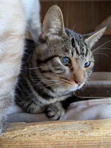 雑種（ミックス猫）・オスの里親募集の写真