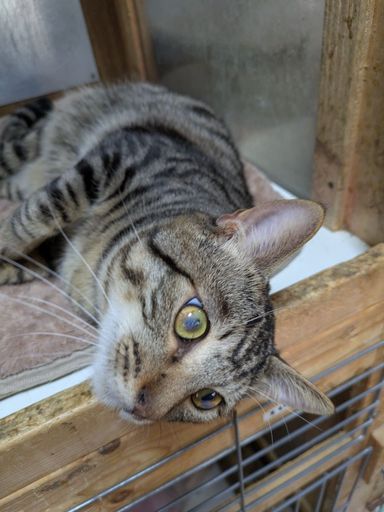 雑種（ミックス猫）・オスの里親募集の写真