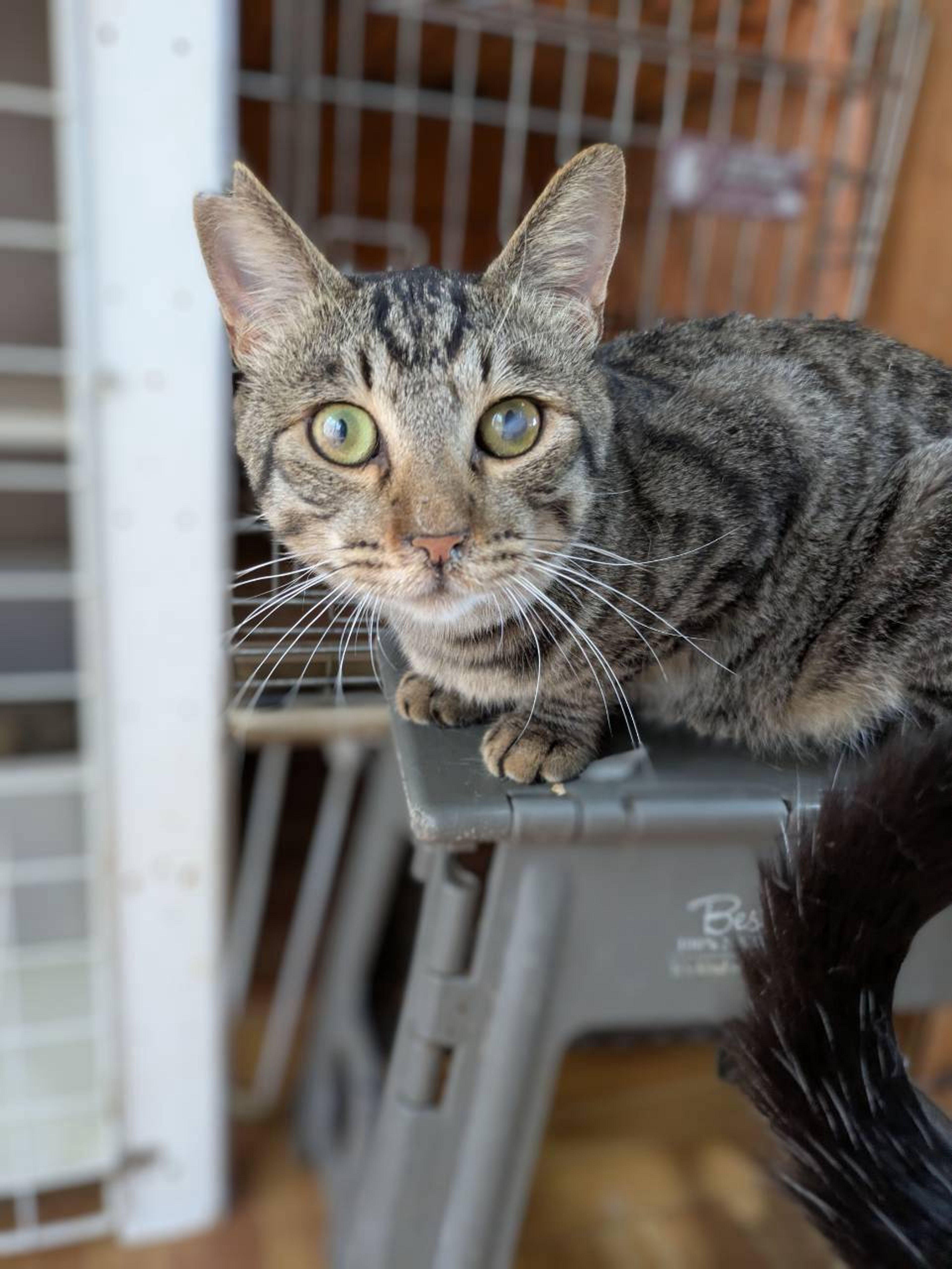 雑種（ミックス猫）・オスの里親募集の写真