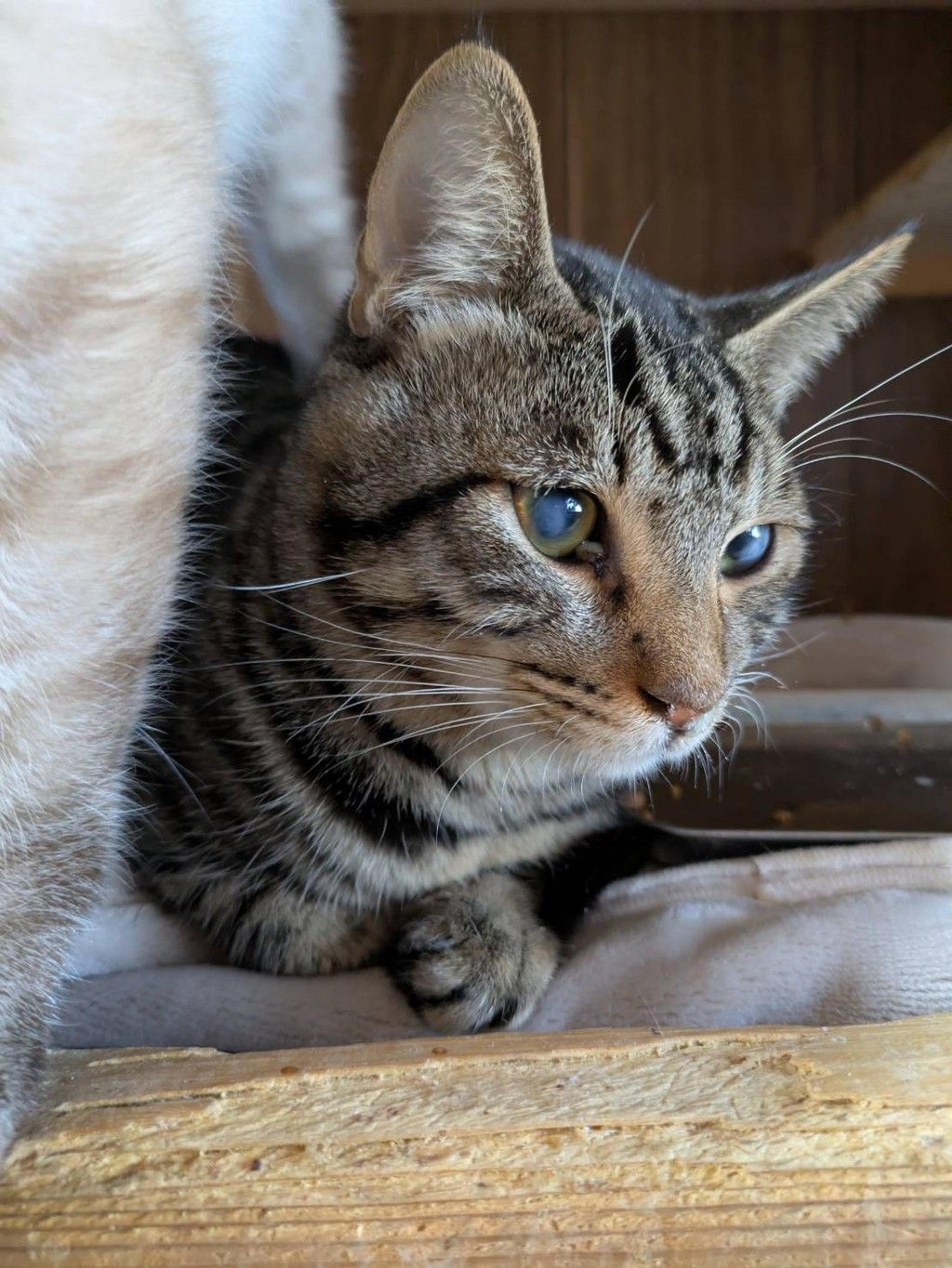 pet-image-2