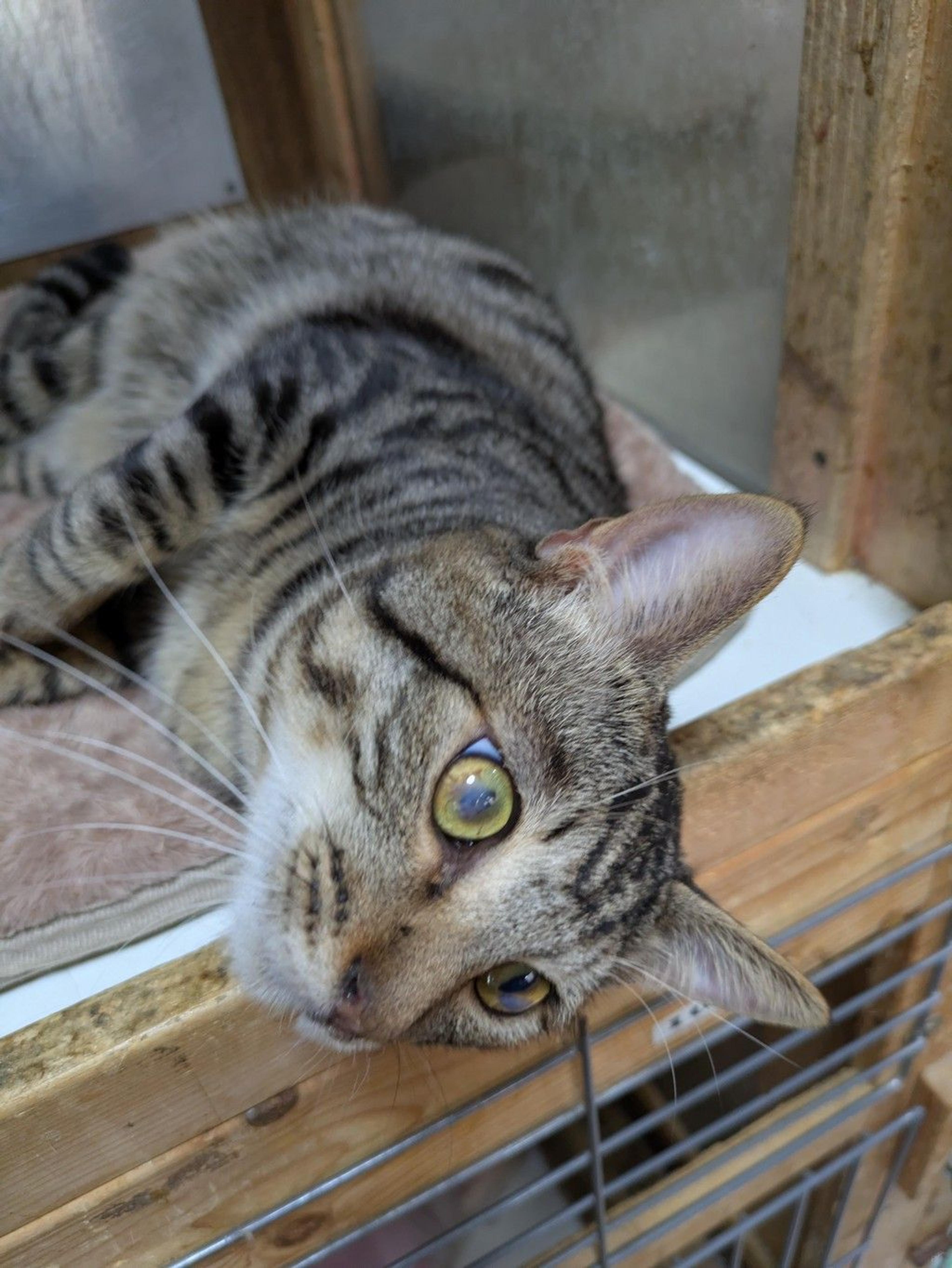 pet-image-3