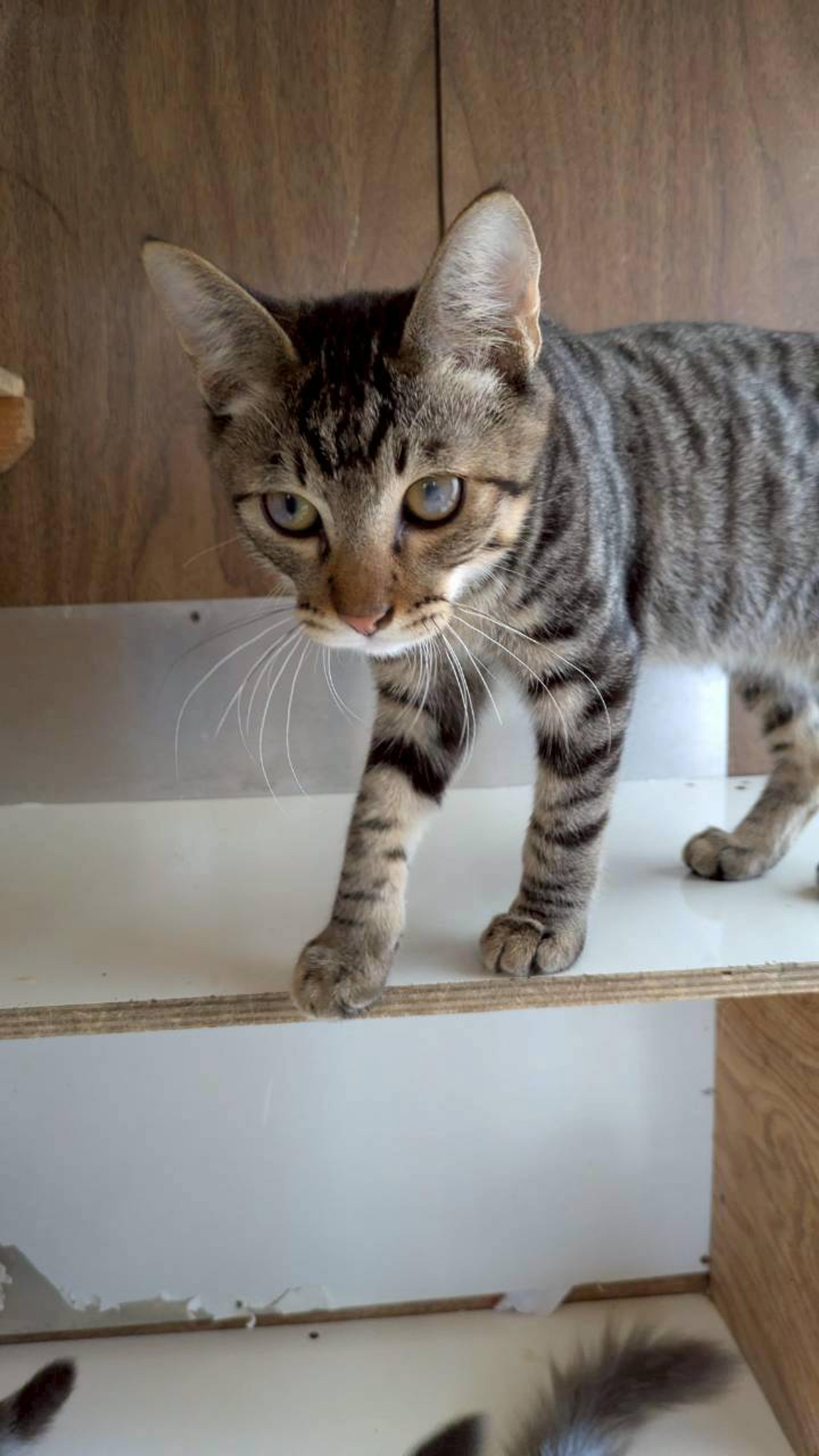 pet-image-5