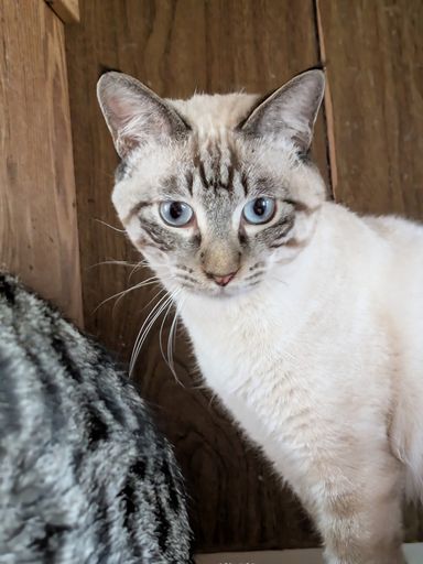 雑種（ミックス猫）・オスの里親募集の写真