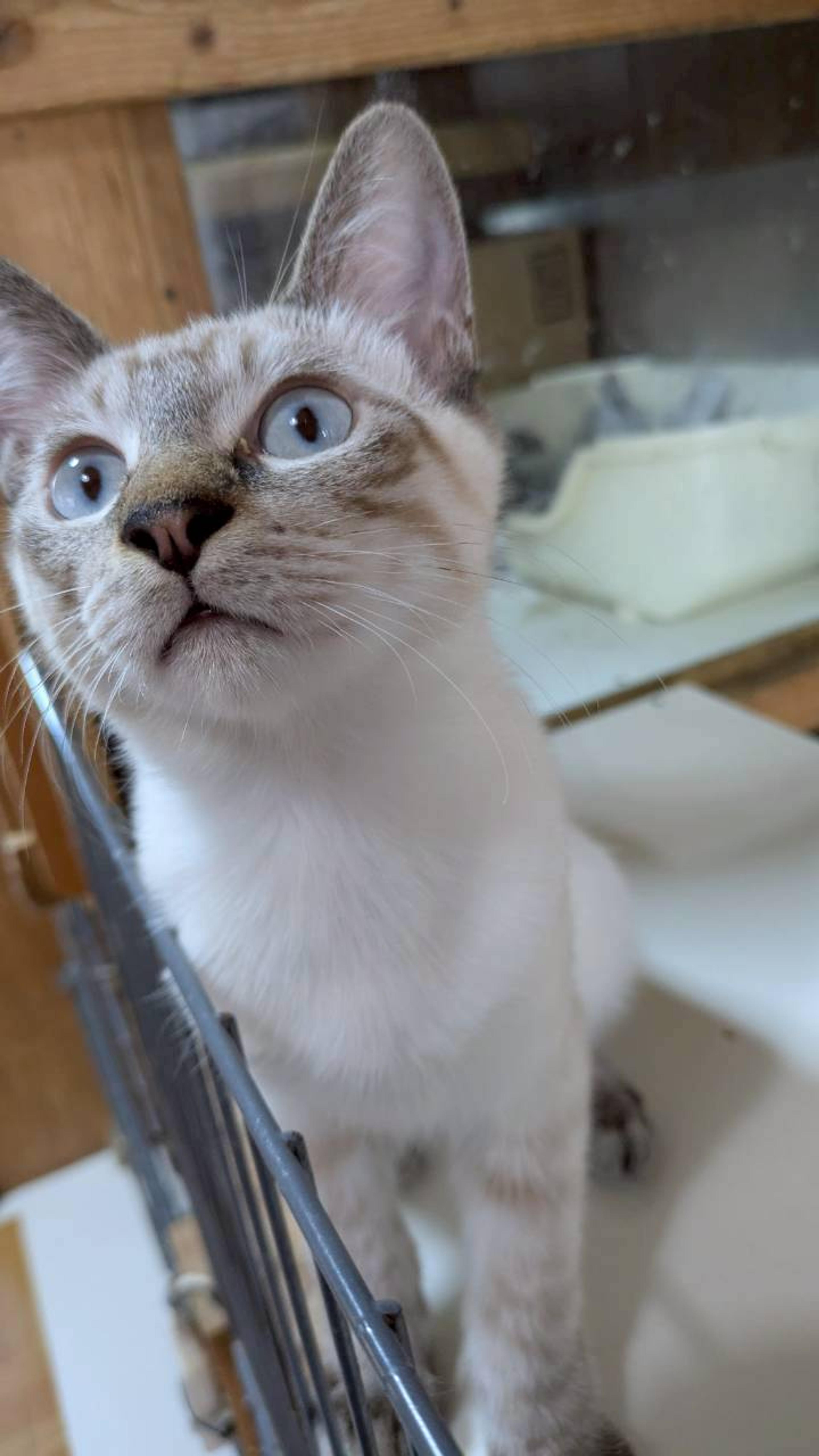 pet-image-3