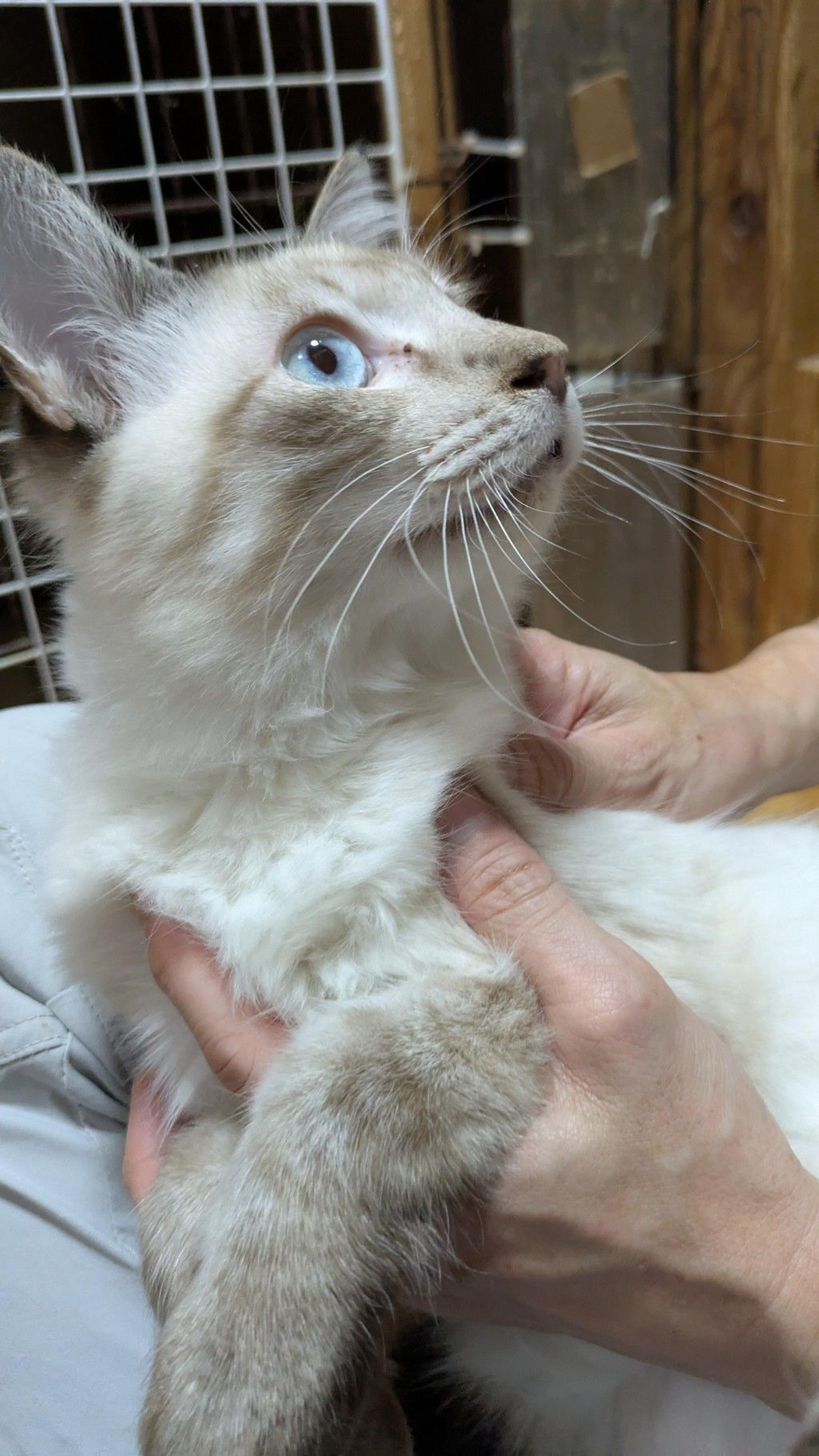 pet-image-4