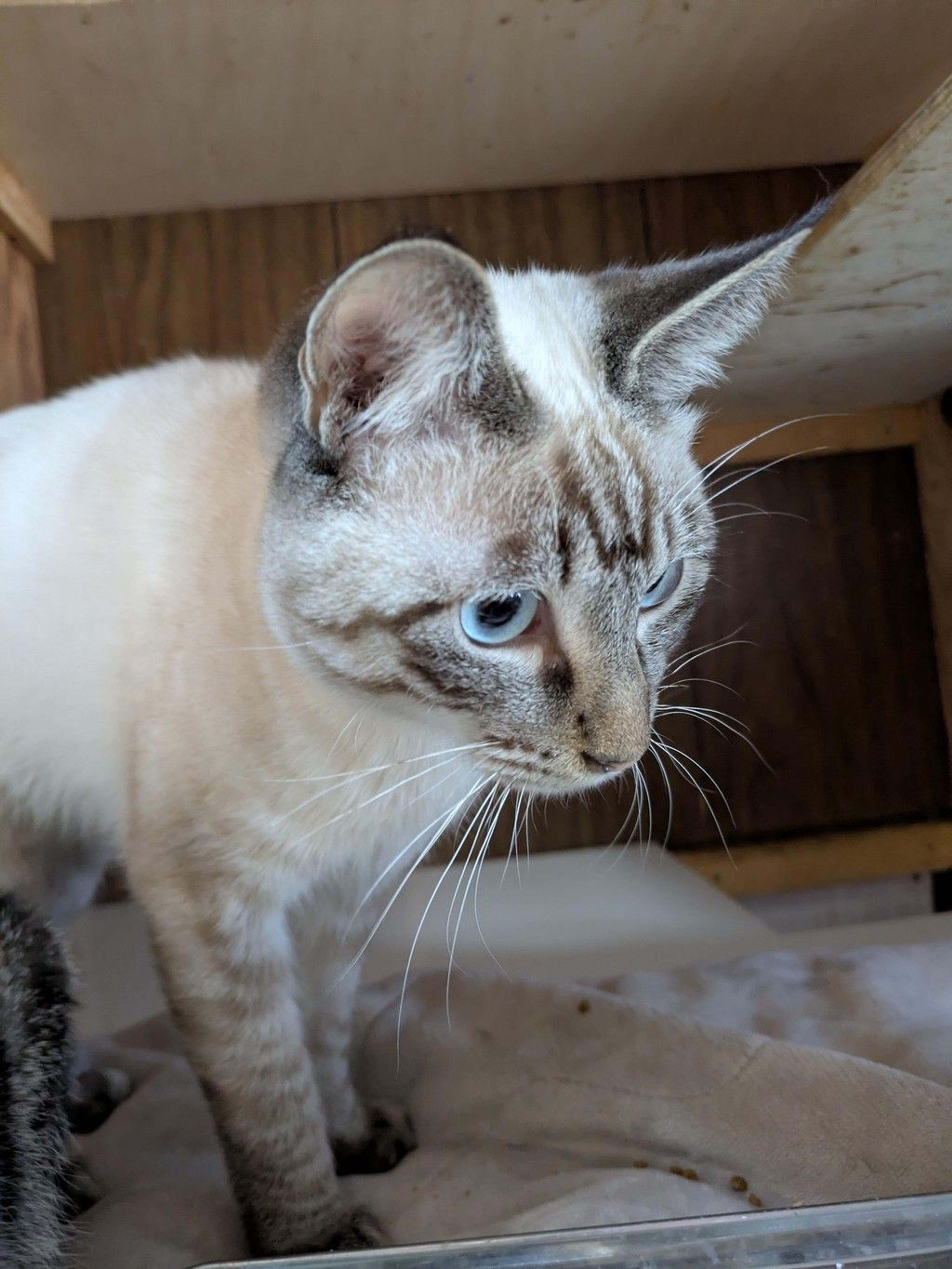 pet-image-6
