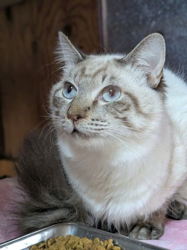 雑種（ミックス猫）・オスの里親募集の写真