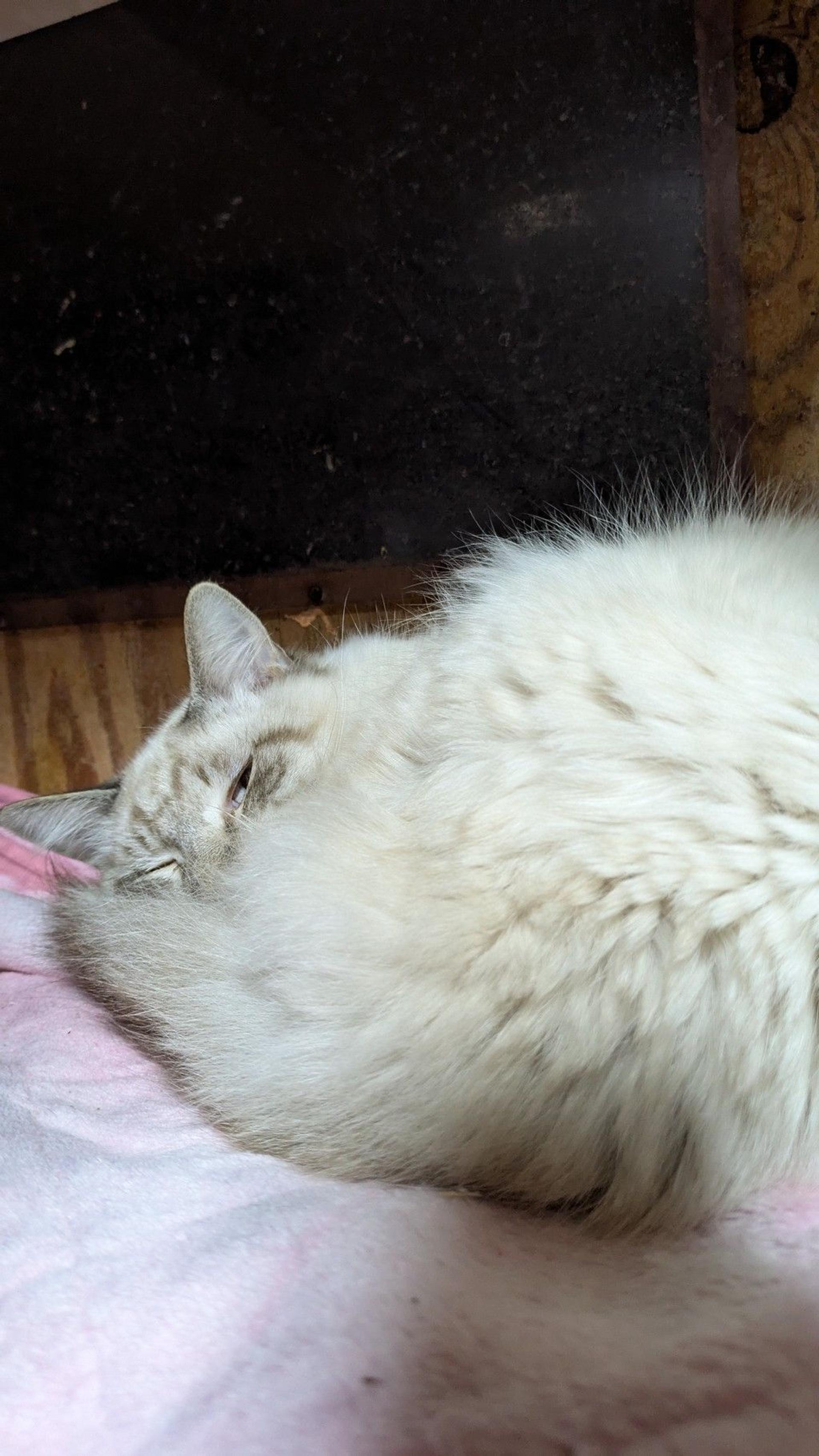 pet-image-3