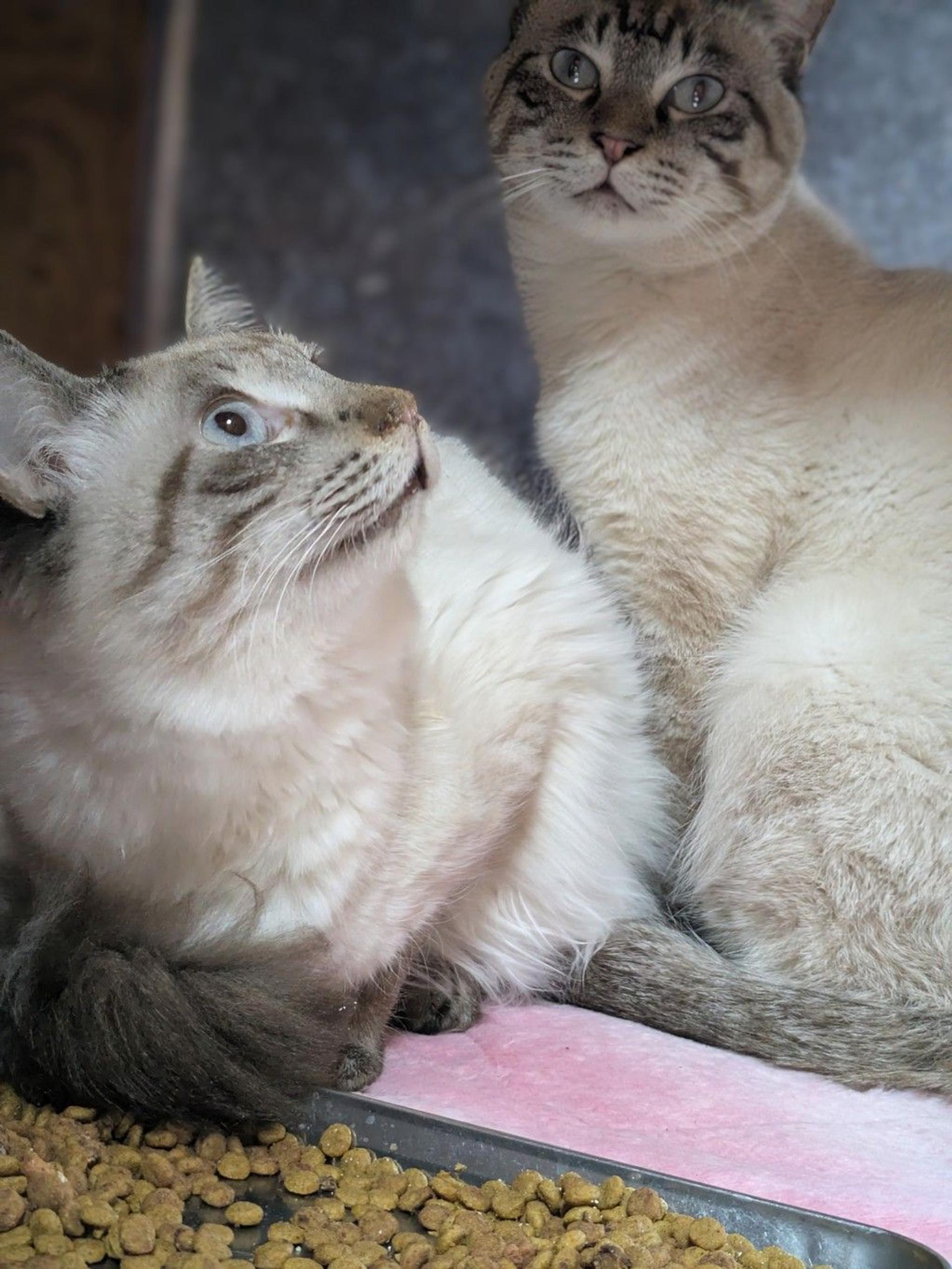 pet-image-4