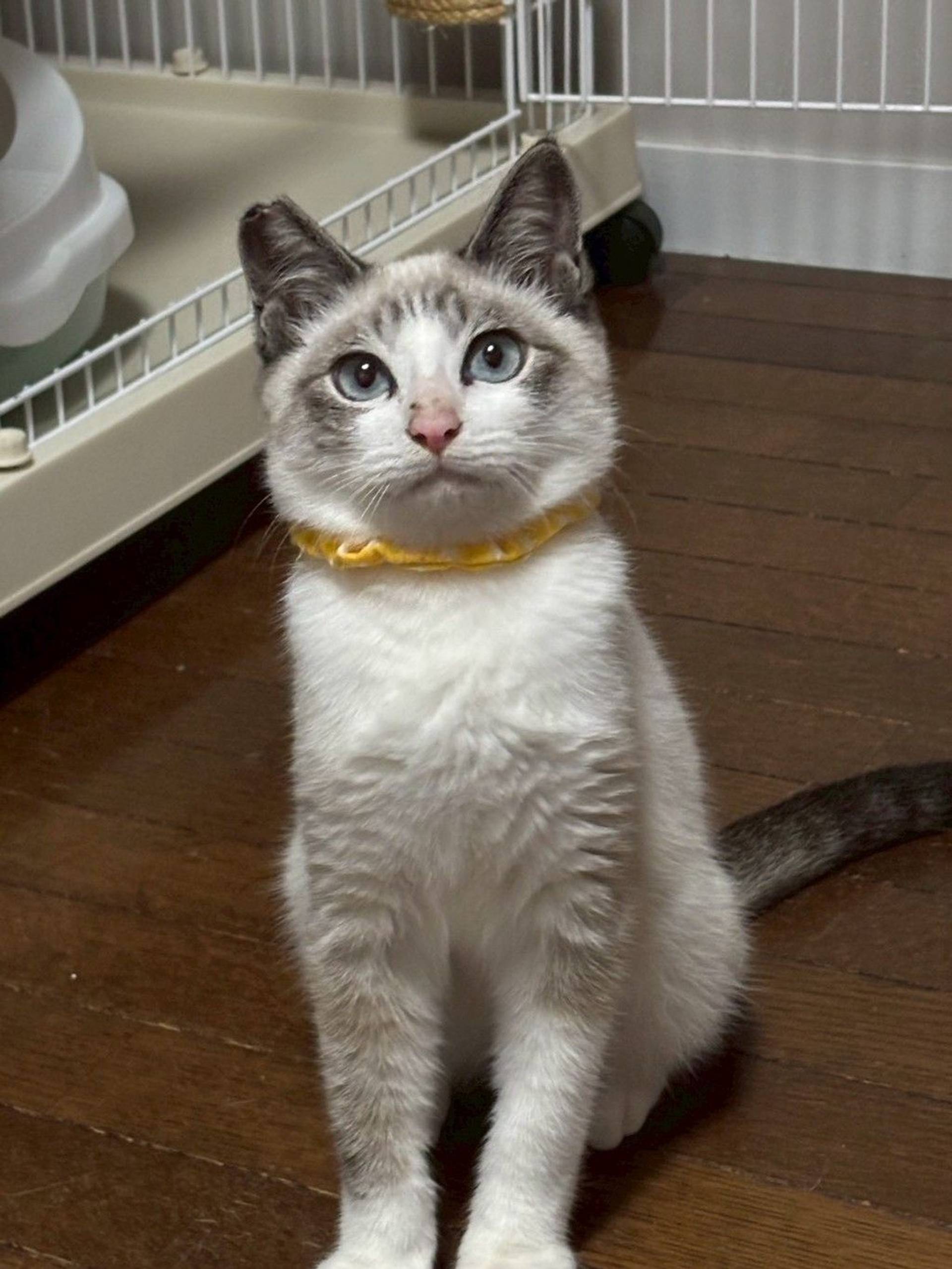雑種（ミックス猫）・オスの里親募集の写真