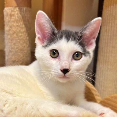 雑種（ミックス猫）・オスの里親募集の写真