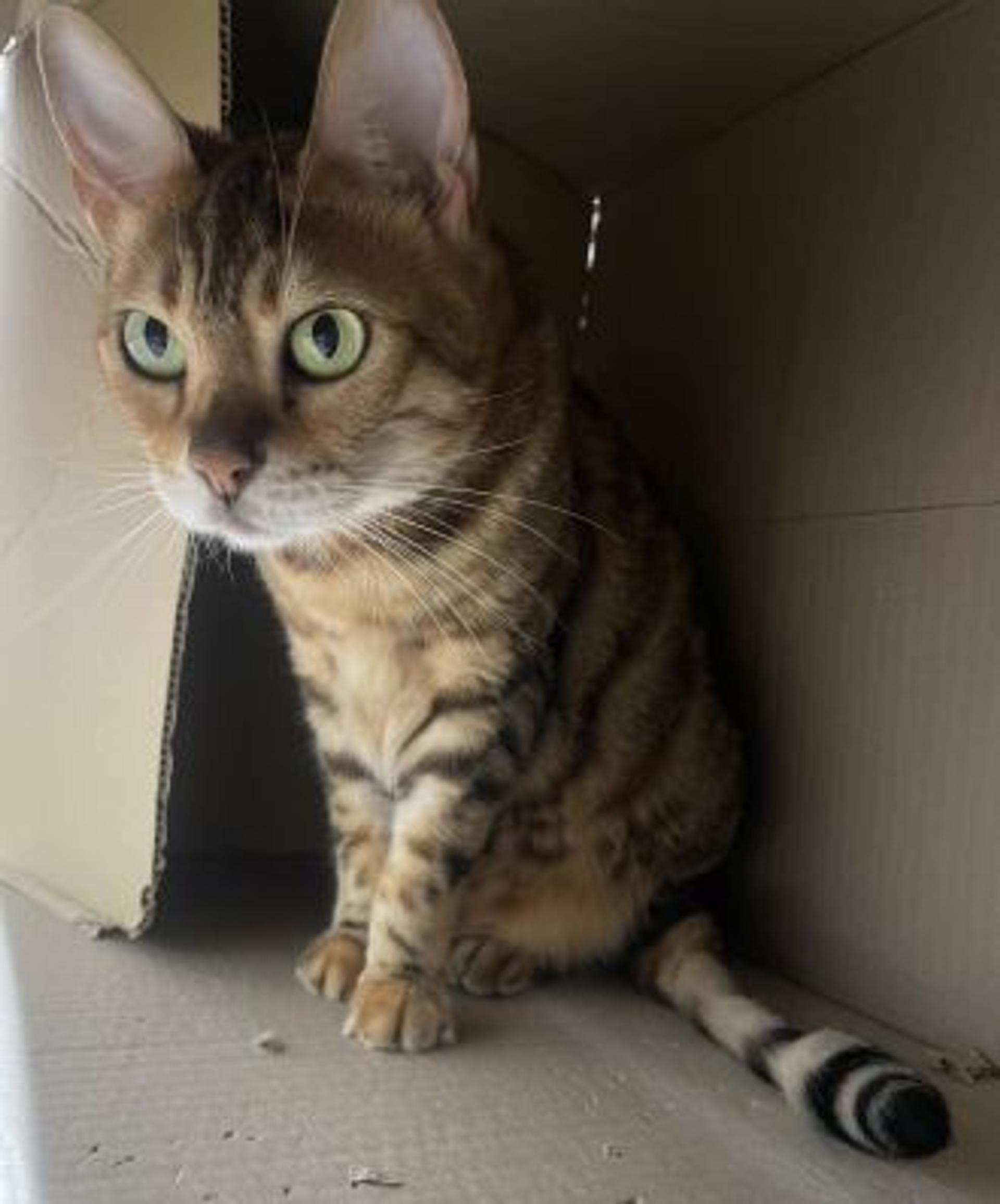 pet-image-2