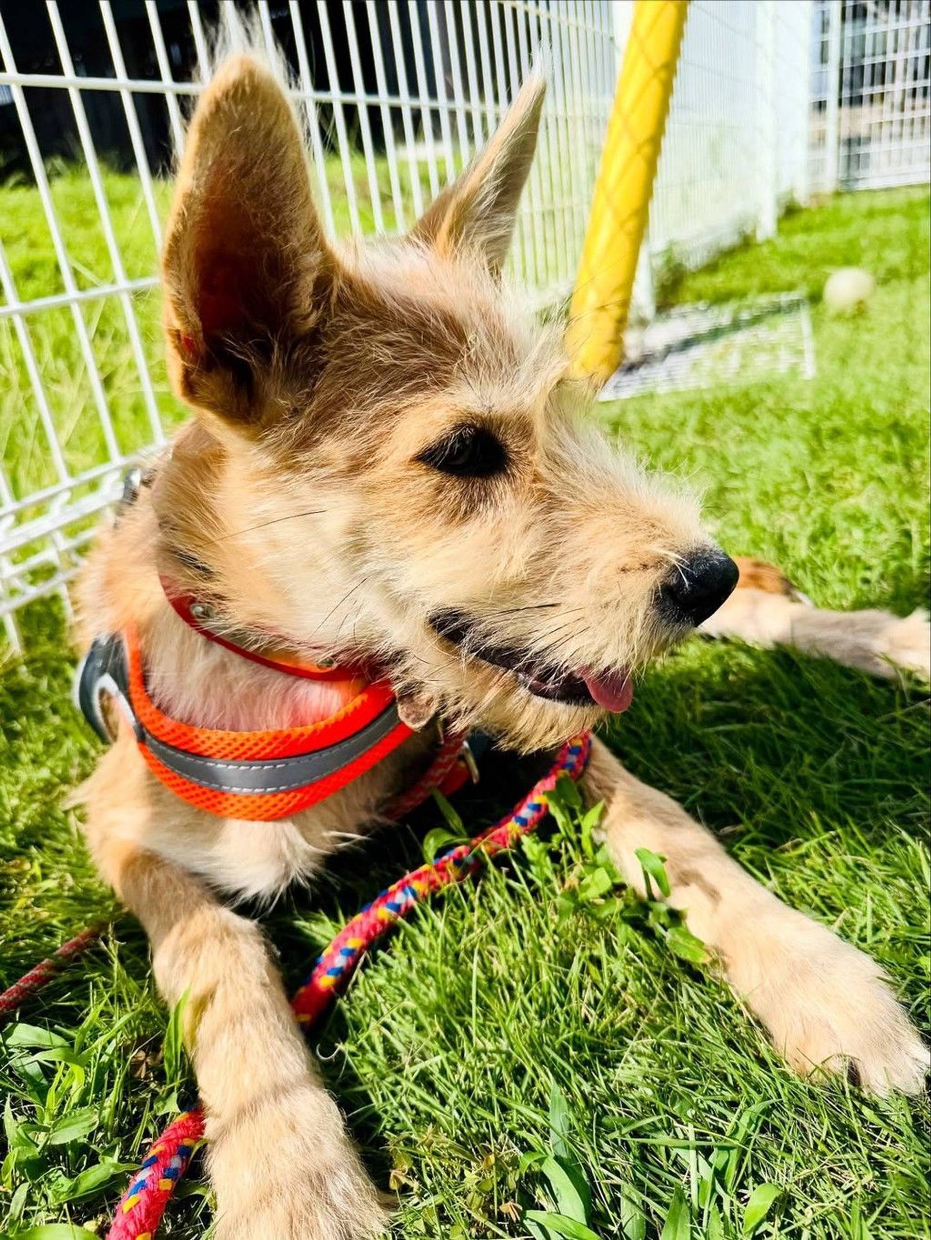 雑種（ミックス犬）・オスの里親募集の写真