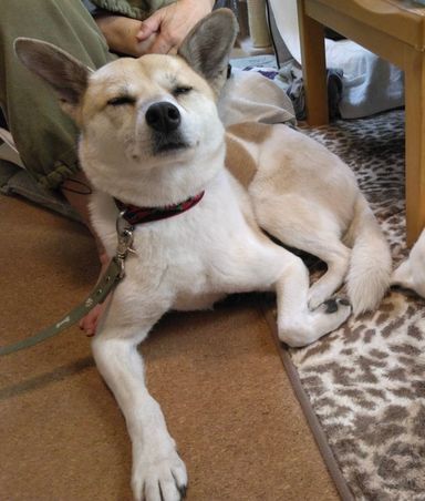 雑種（ミックス犬）・メスの里親募集の写真