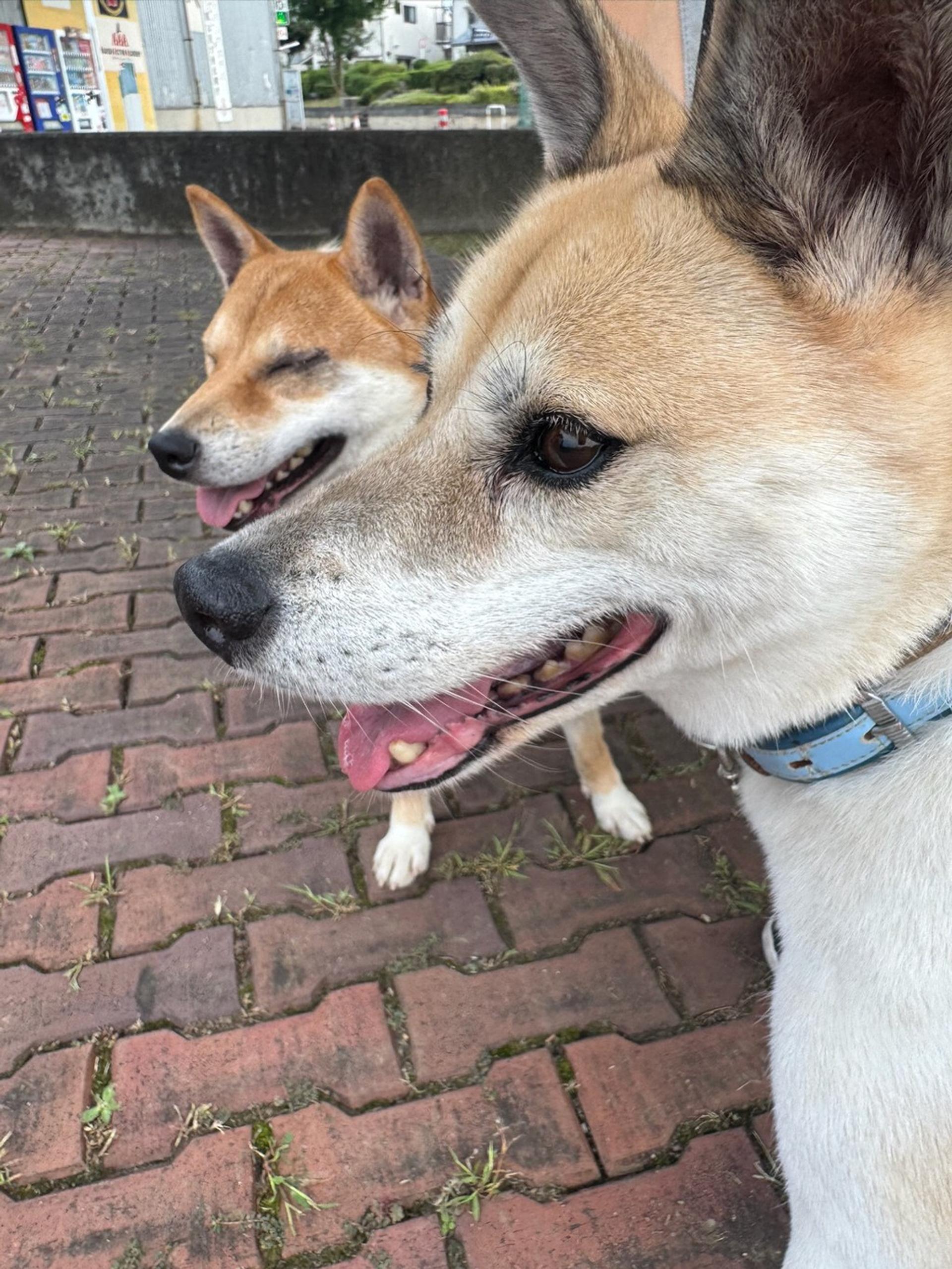 pet-image-2