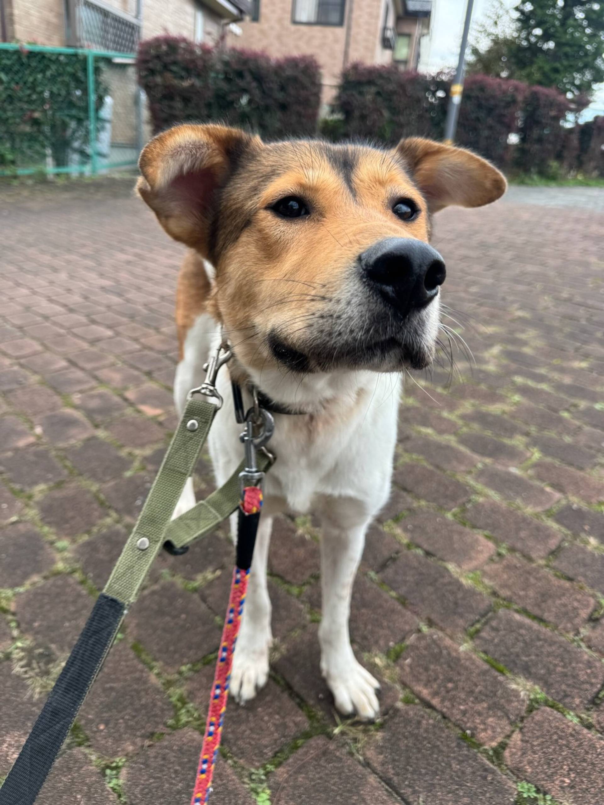 雑種（ミックス犬）・メスの里親募集の写真