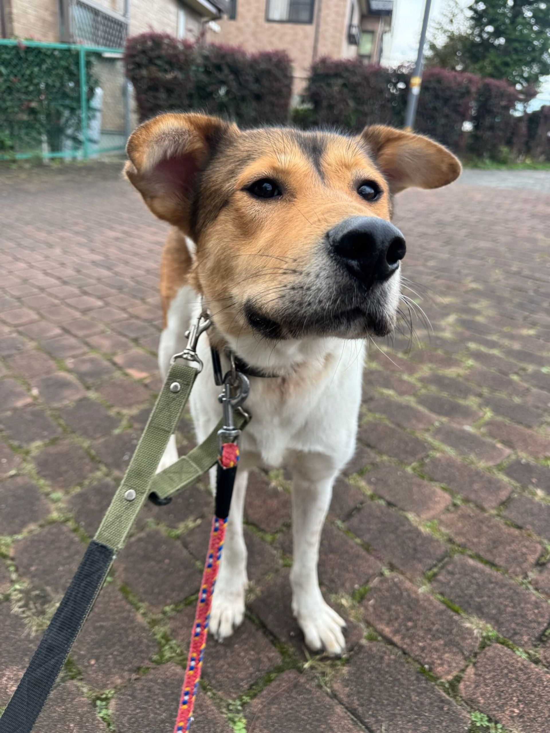 雑種（ミックス犬）・メスの里親募集の写真