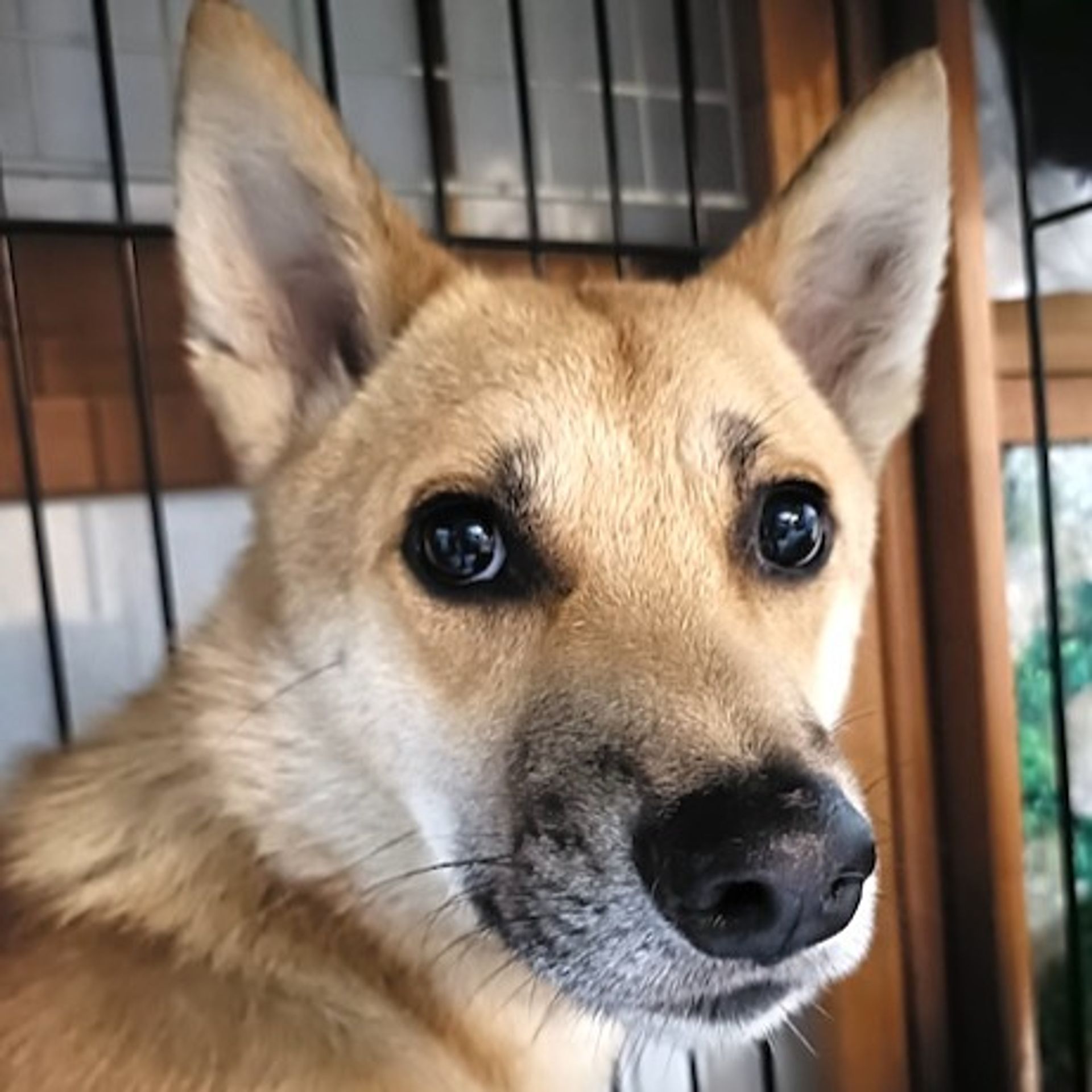雑種（ミックス犬）・オスの里親募集の写真