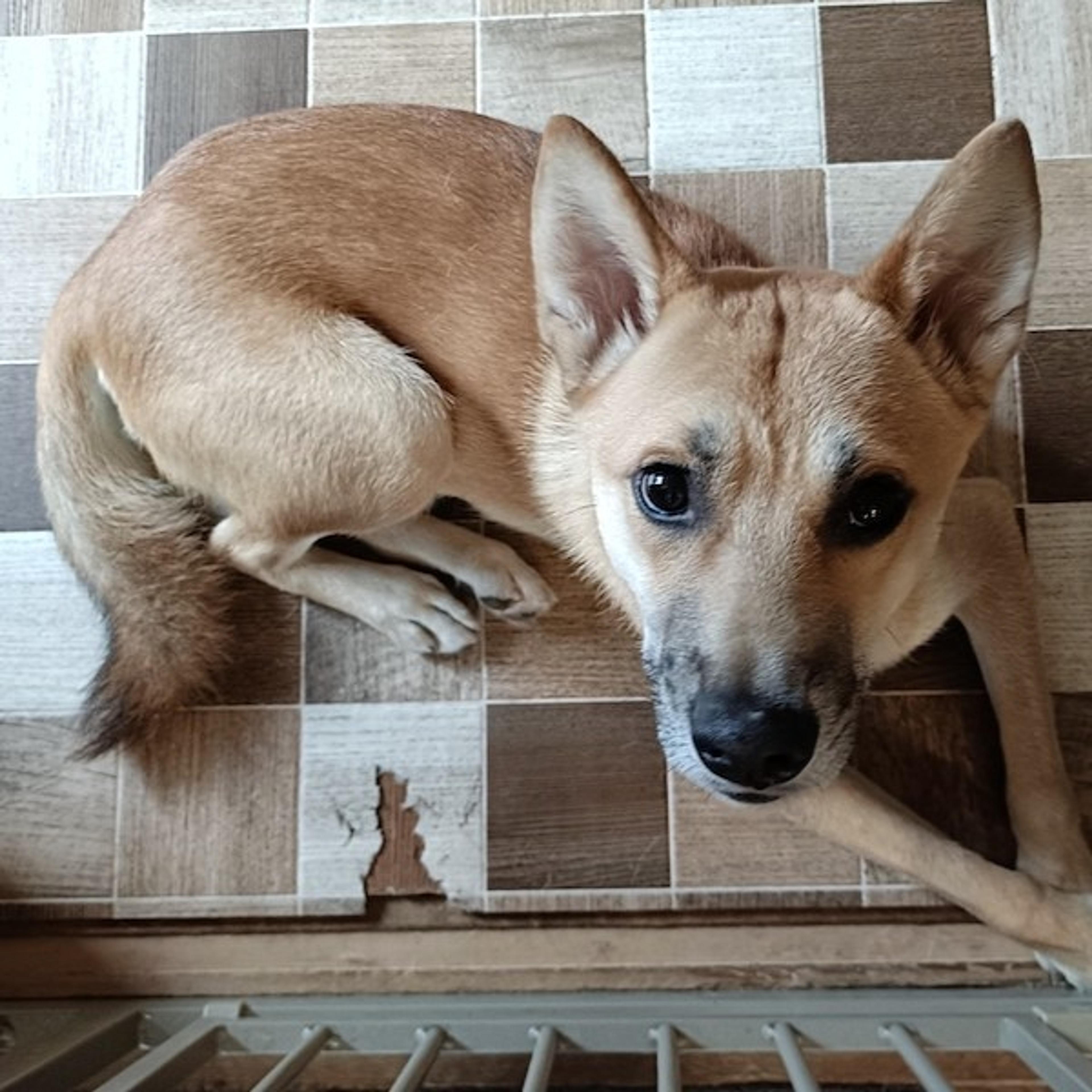 pet-image-4