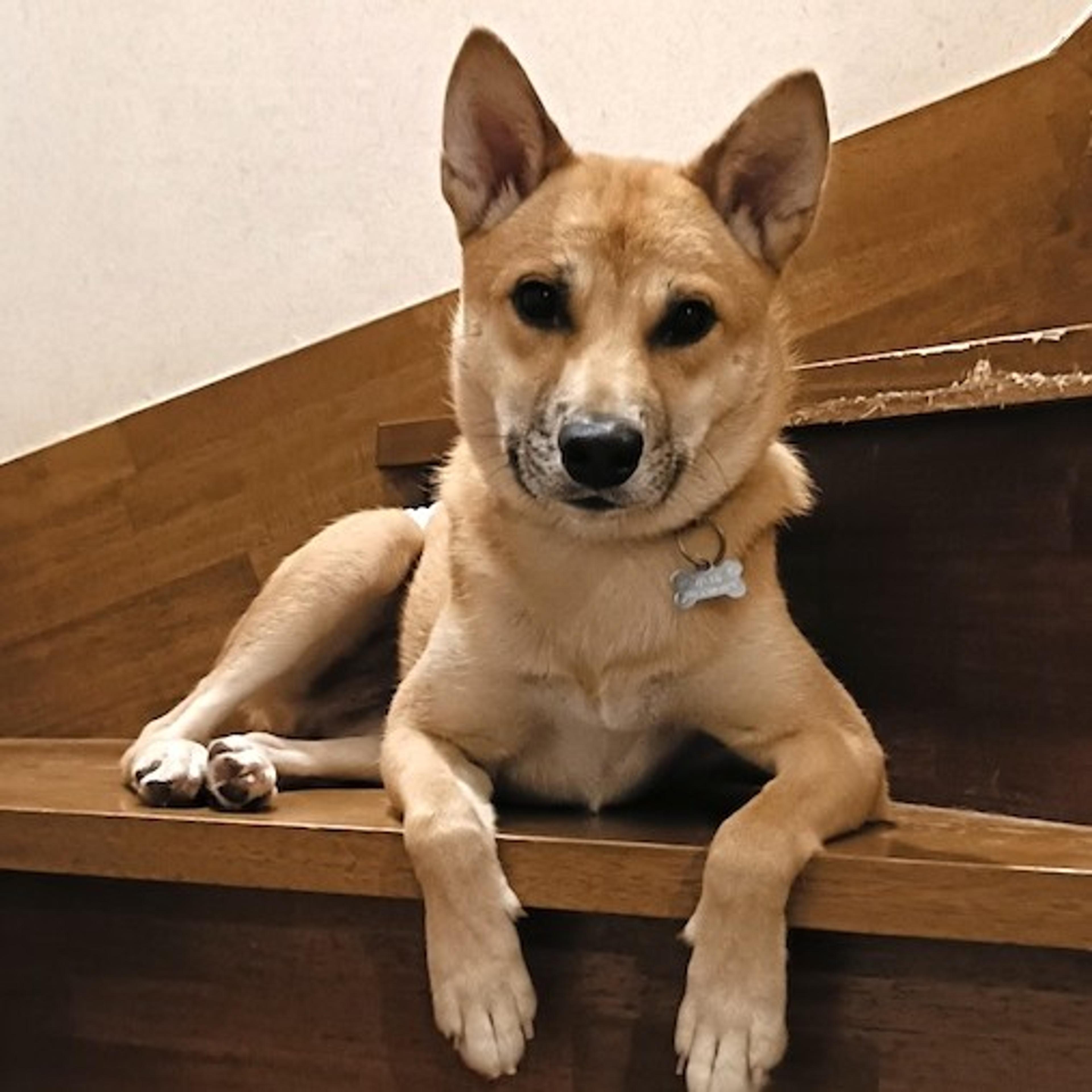pet-image-3