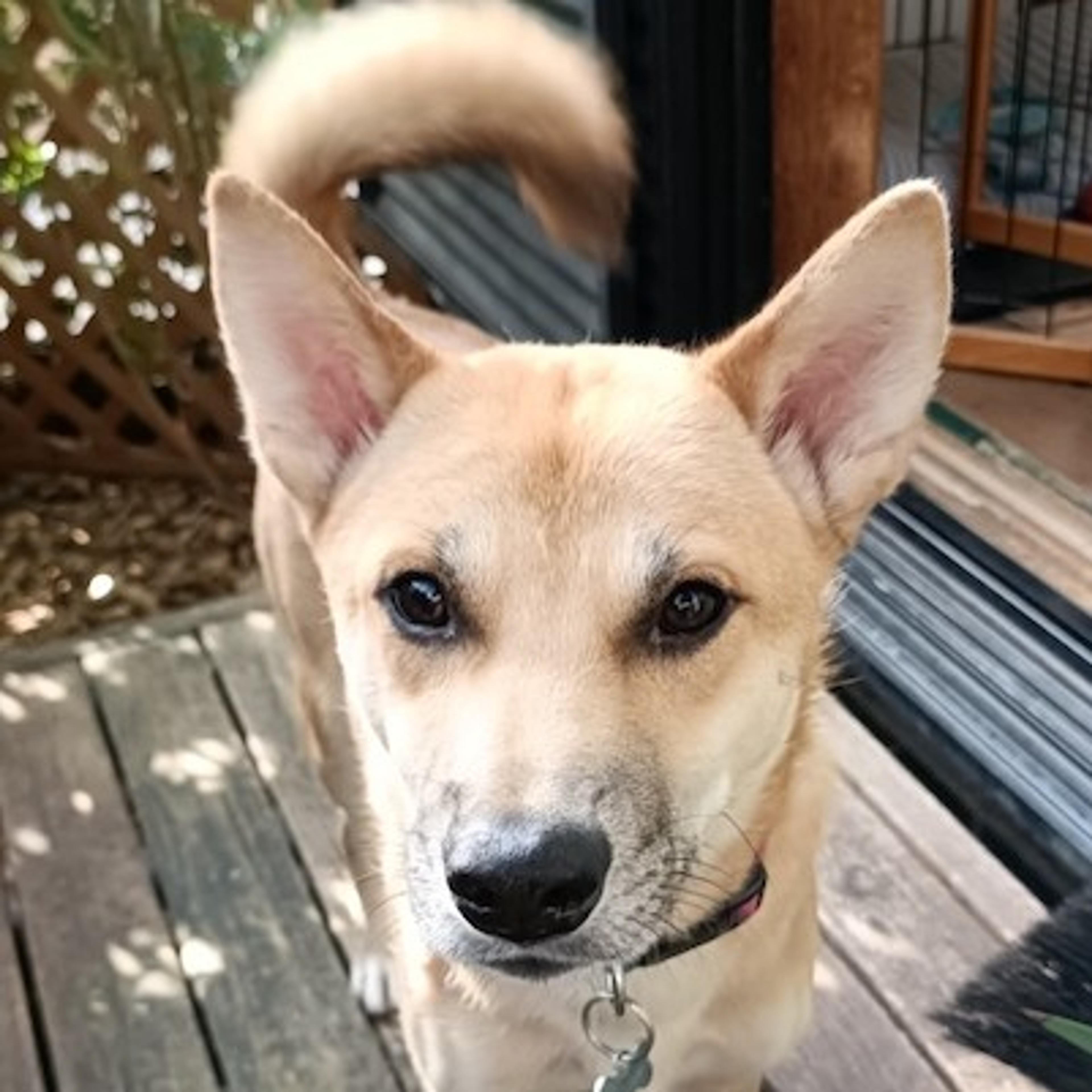 pet-image-2