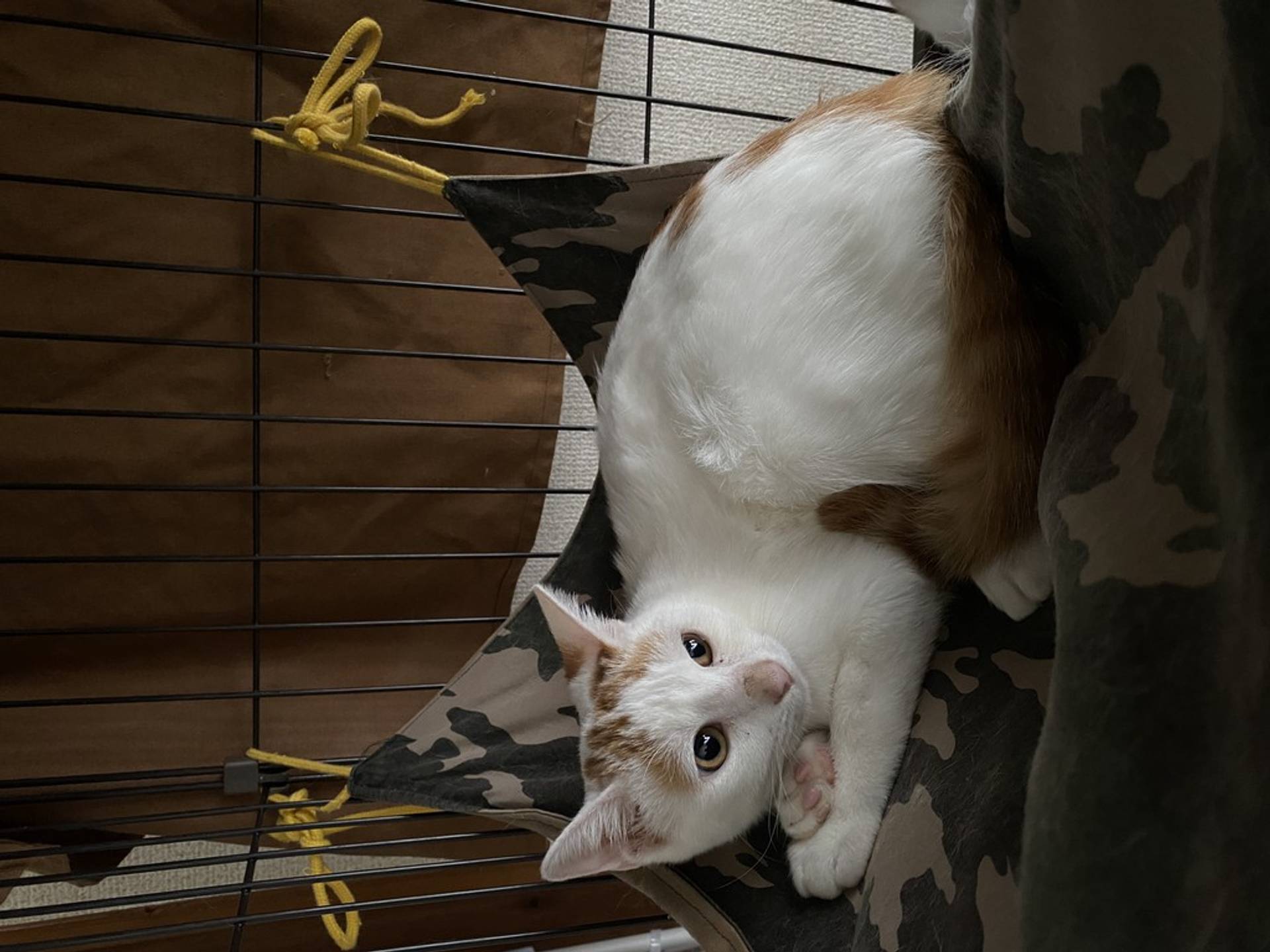 雑種（ミックス猫）・メスの里親募集の写真