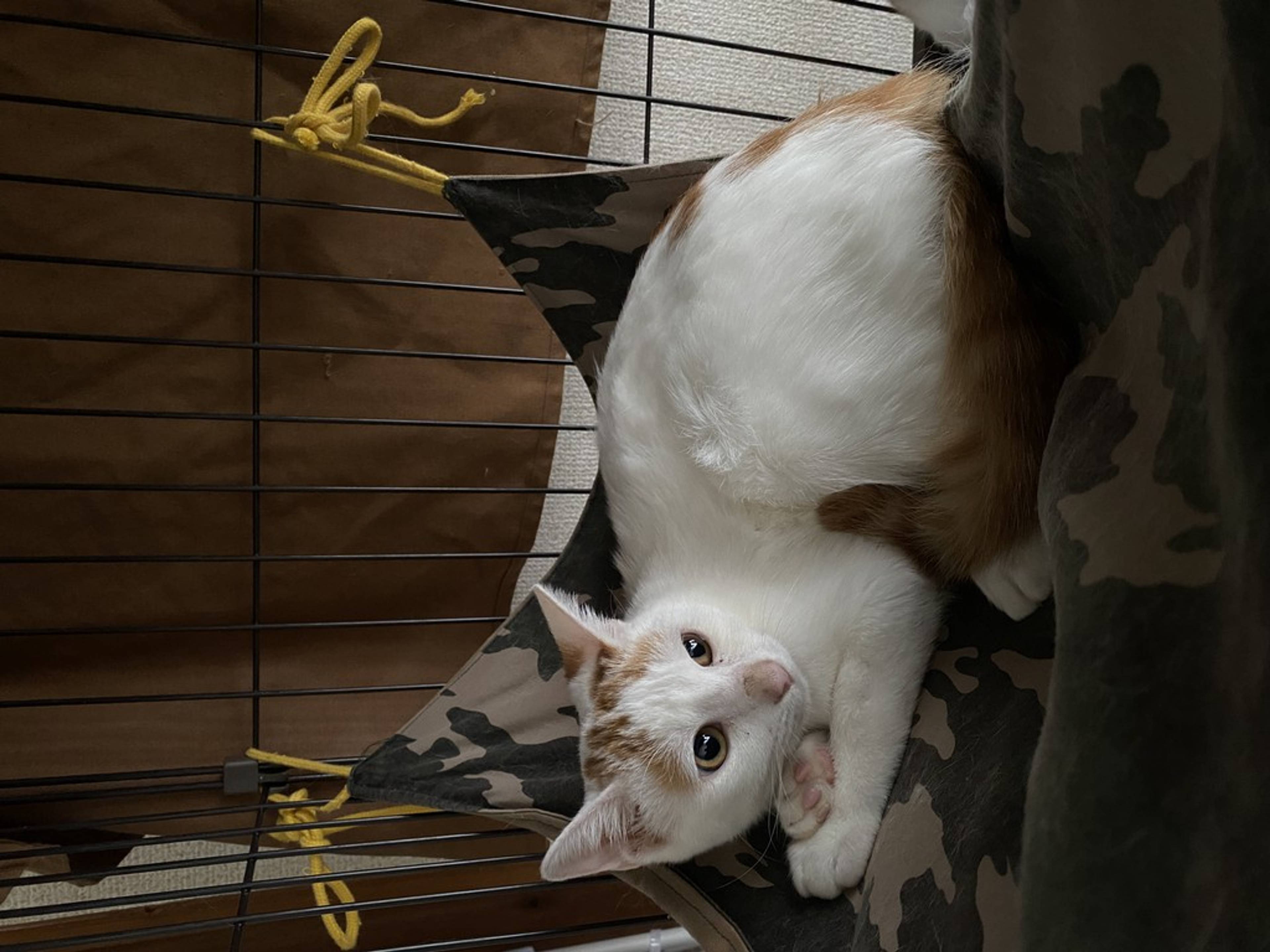 雑種（ミックス猫）・メスの里親募集の写真