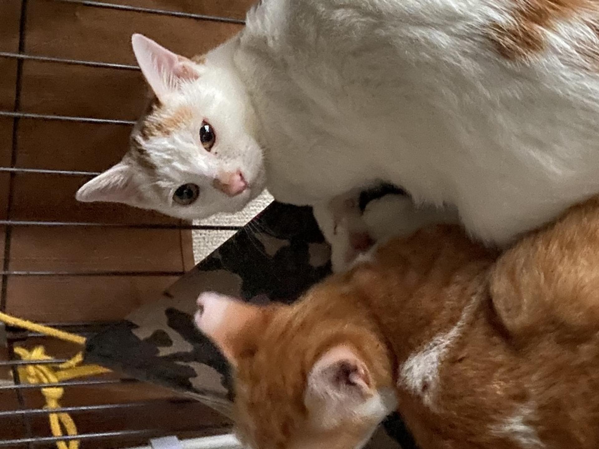 pet-image-2