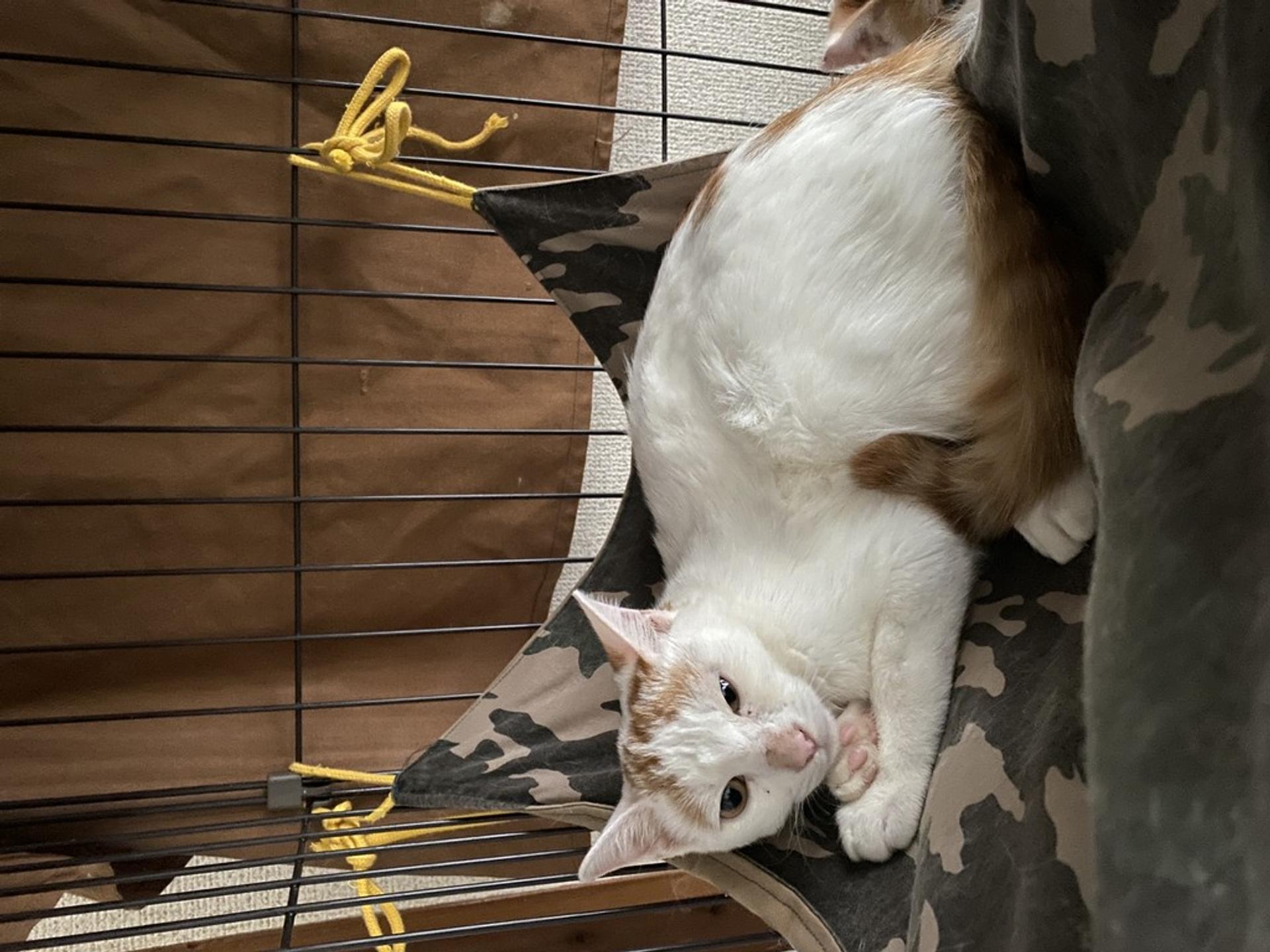 pet-image-4
