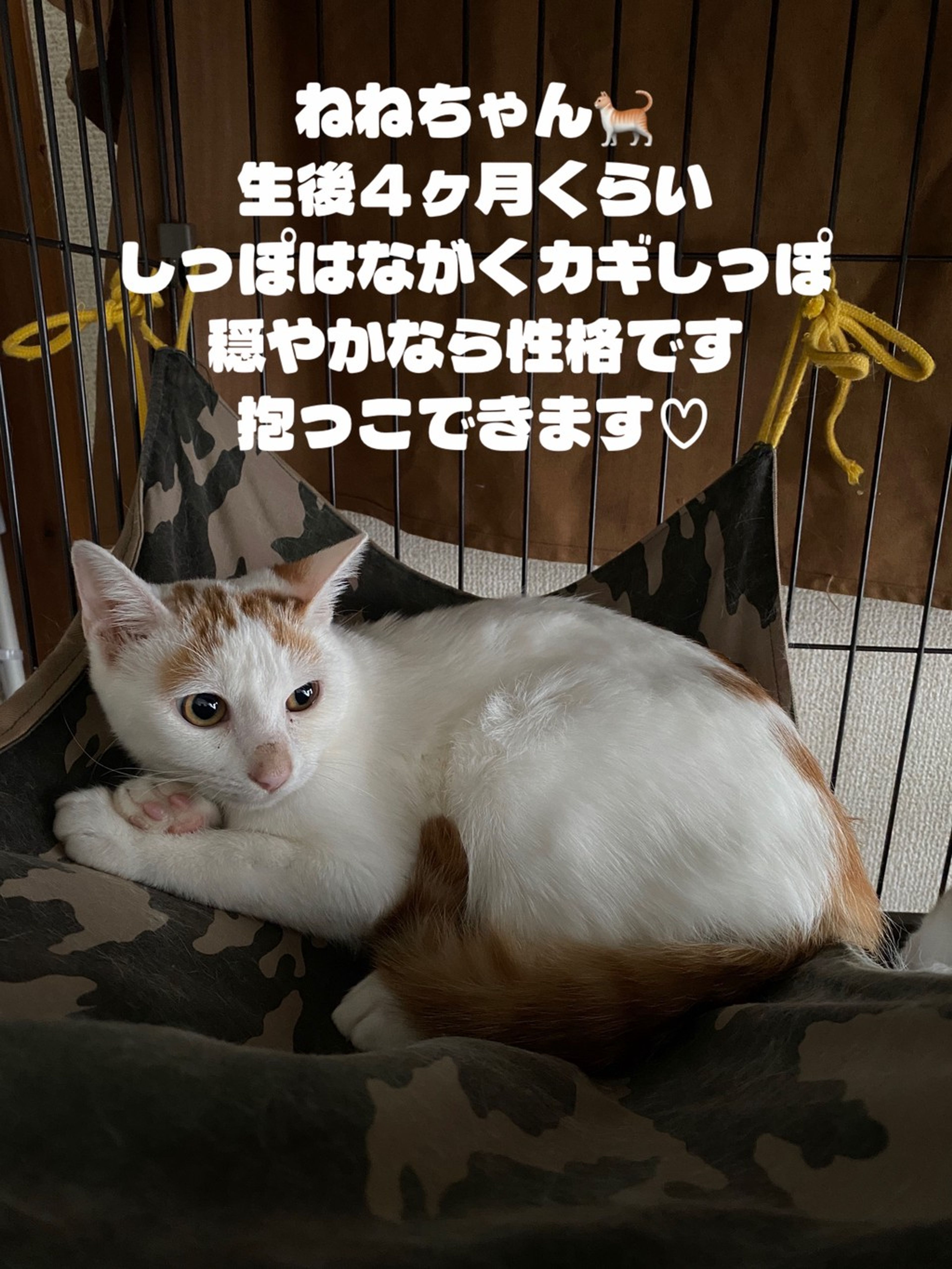 image-4
