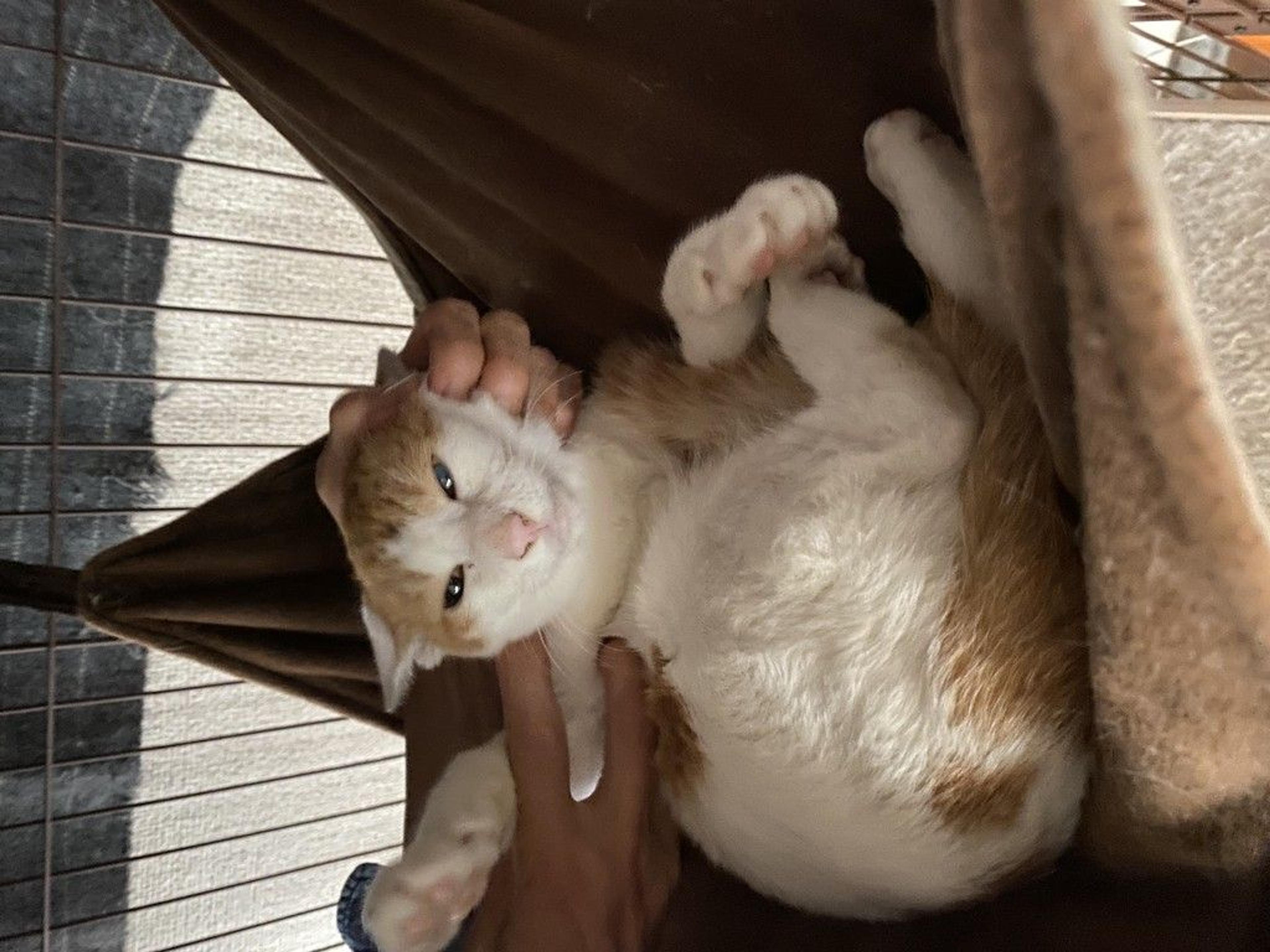 pet-image-4