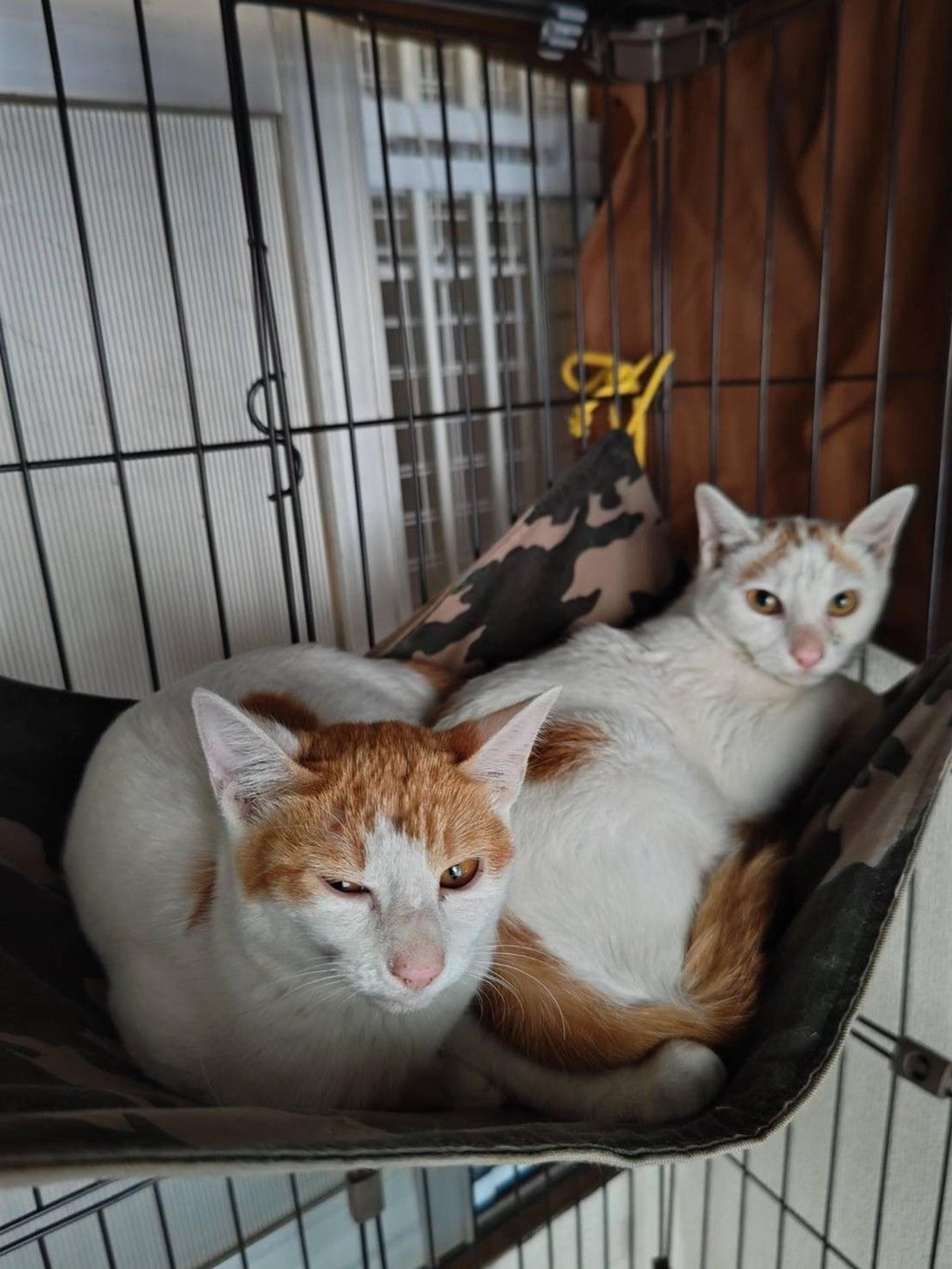 pet-image-5