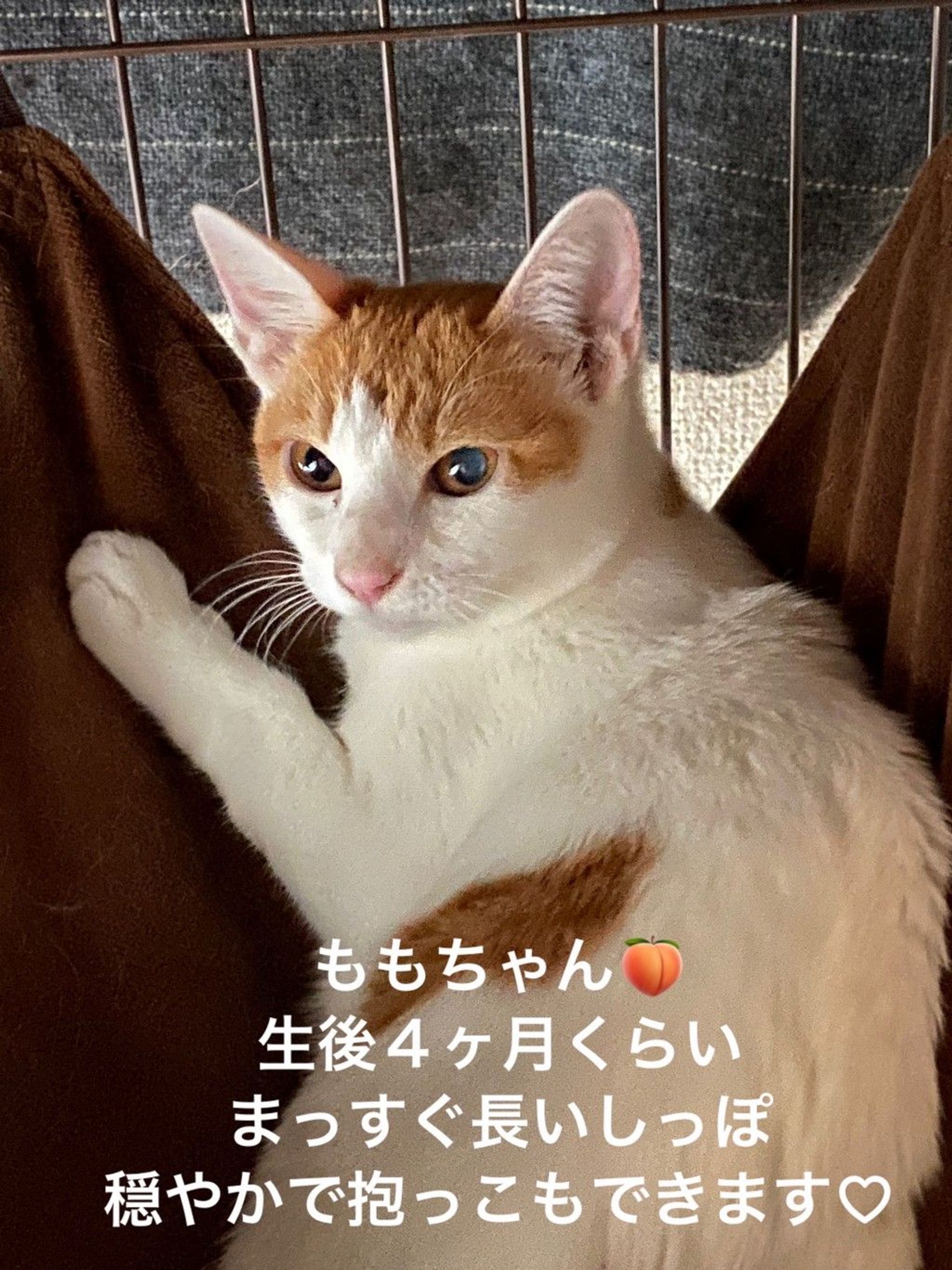 雑種（ミックス猫）・メスの里親募集の写真