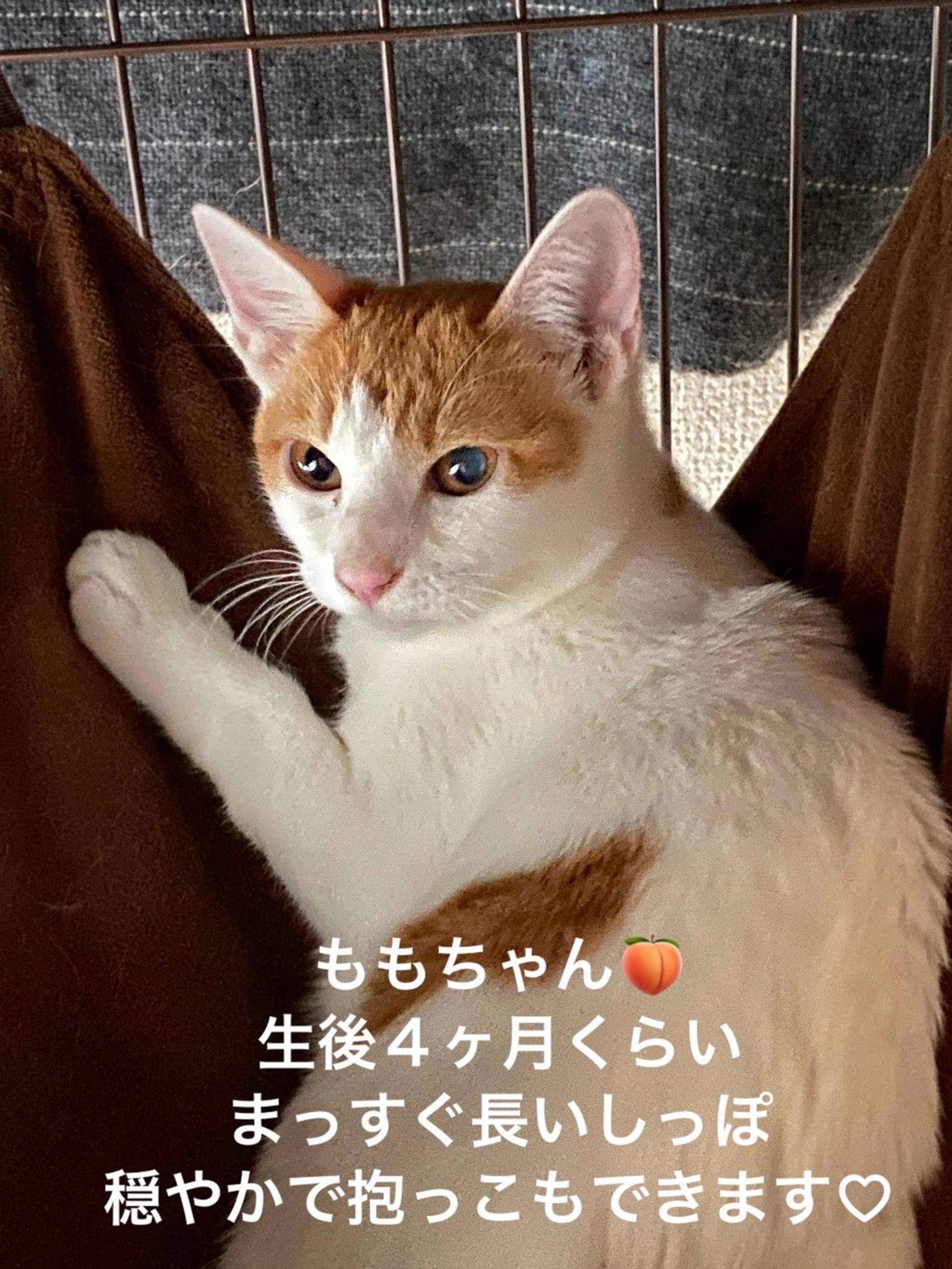 雑種（ミックス猫）・メスの里親募集の写真