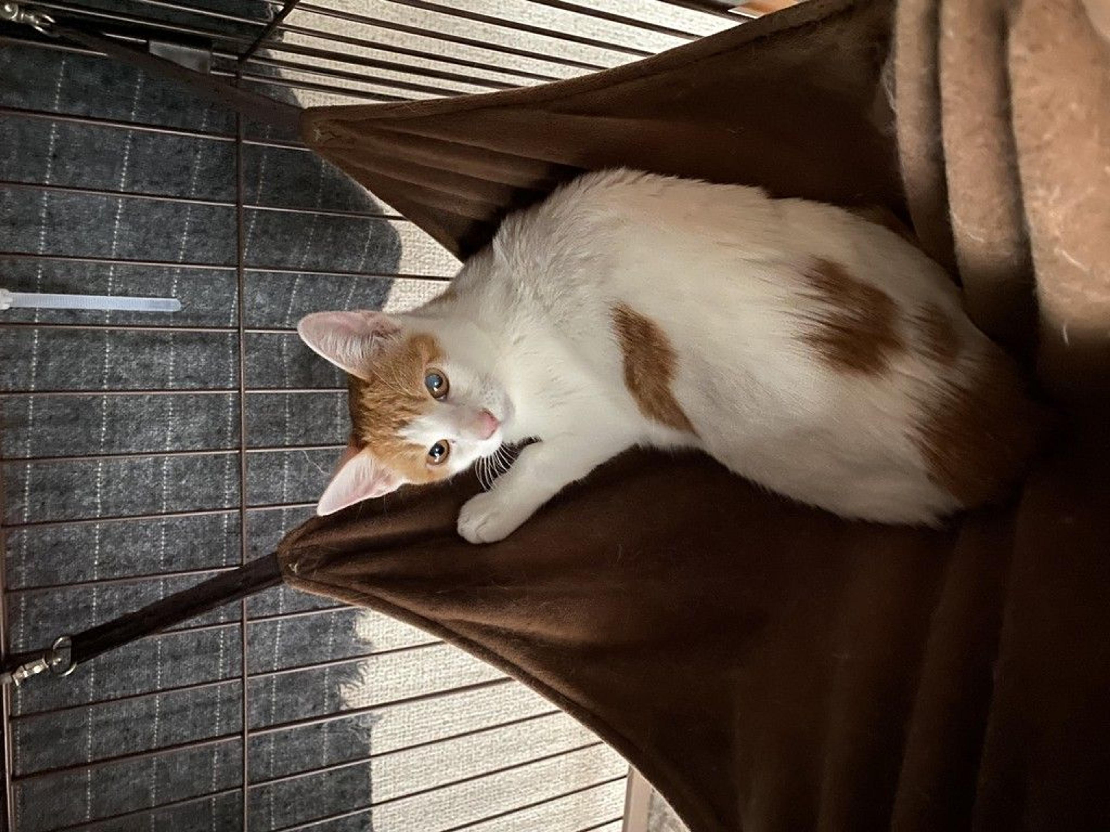 pet-image-2